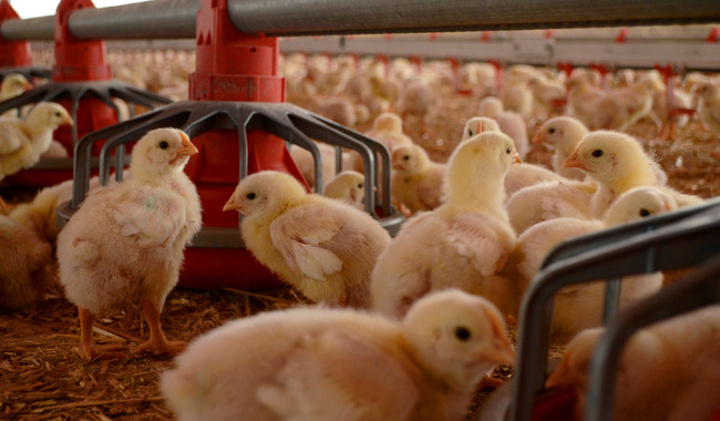 Granja de pollos (foto: Secretaría de Agricultura)