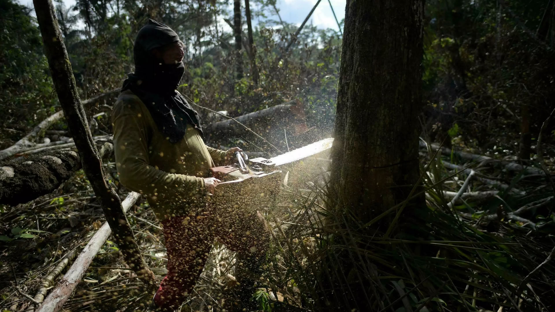 Diciembre 6 de 2021- Hombre tala un árbol con una sierra eléctrica en el Guaviare, Colombia. Foto: Raúl Arboleda - AFP