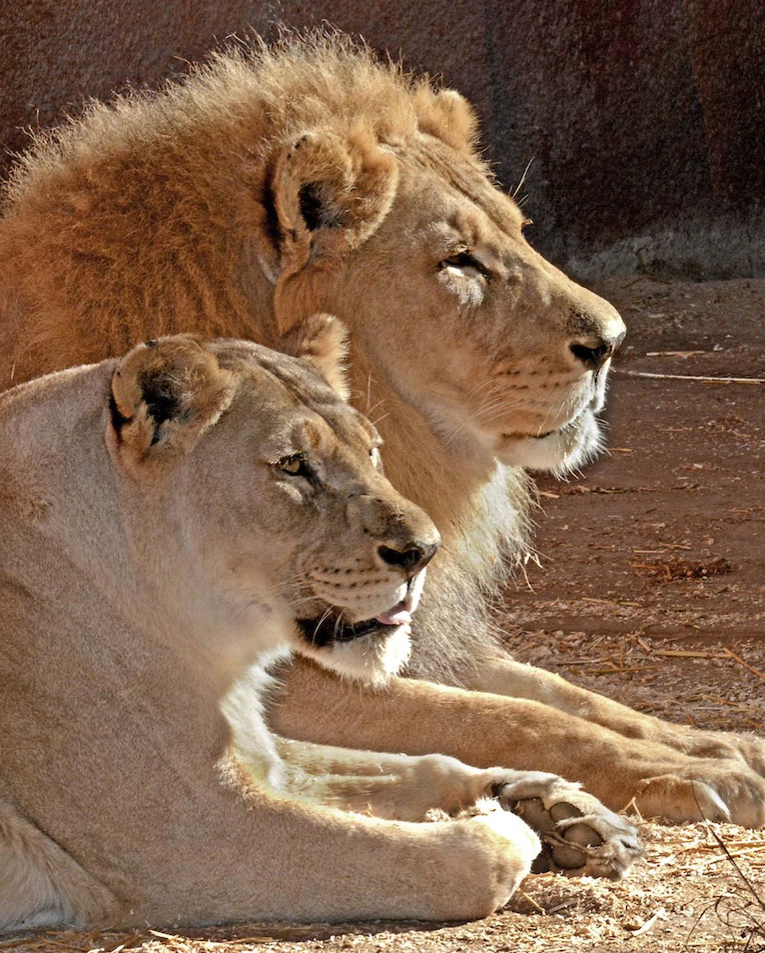 La conmovedora historia de dos leones que permanecieron unidos hasta el día  de su muerte - Infobae
