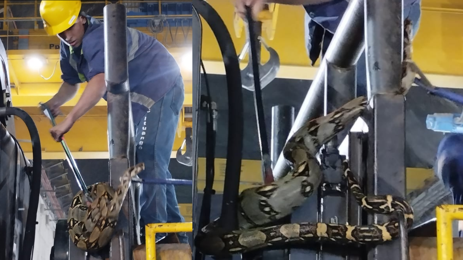 Una boa constrictor de más de dos metros fue hallada en el cuarto de máquinas de Hidroituango. (@soydeituango)