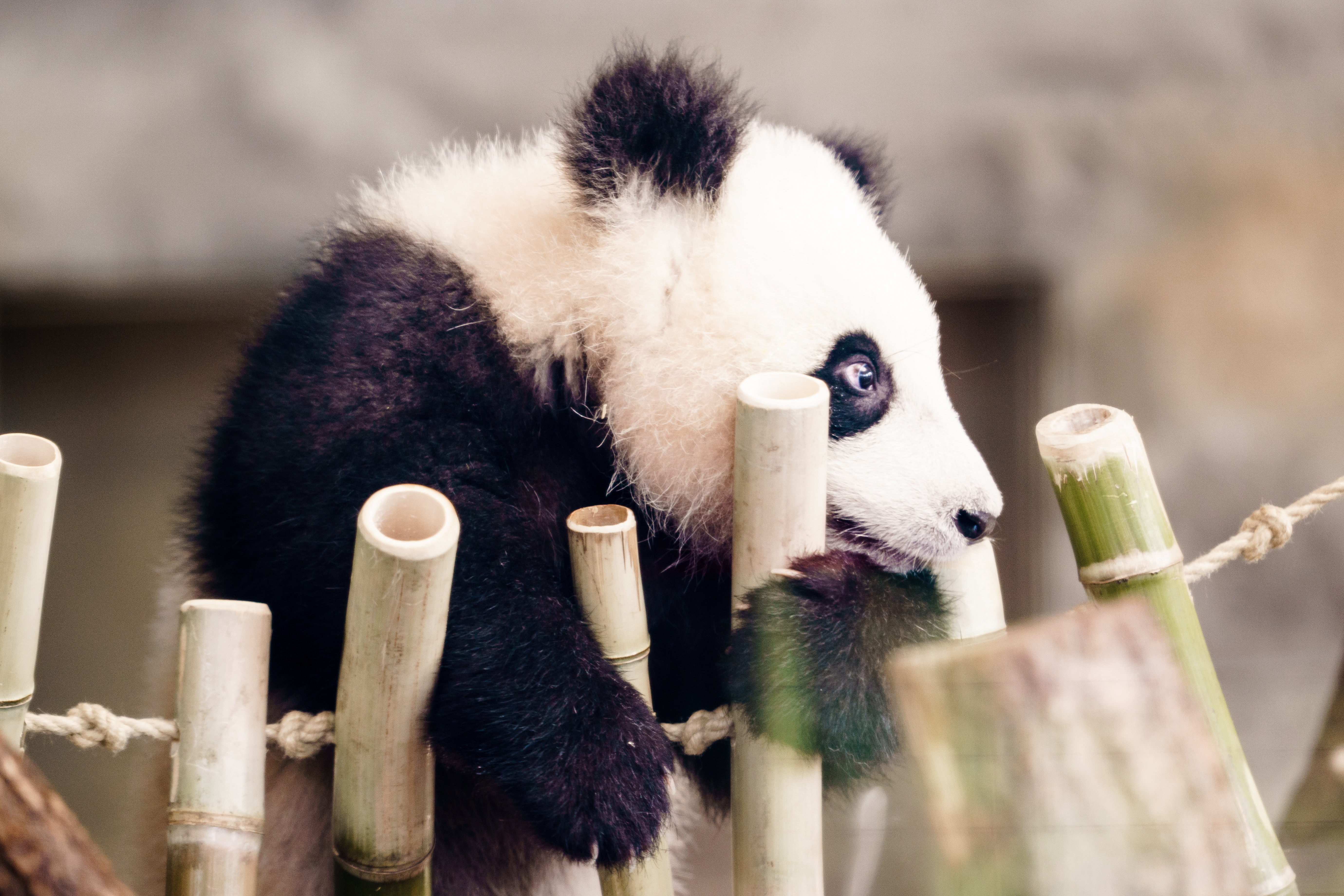 Imagen de un oso panda. EFE/EPA/CLEMENS BILAN/Archivo
