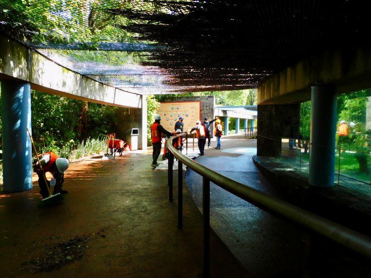 In 2012, the Chapultepec Zoo reported over 400 teporingo deaths (Photo: CDMX)