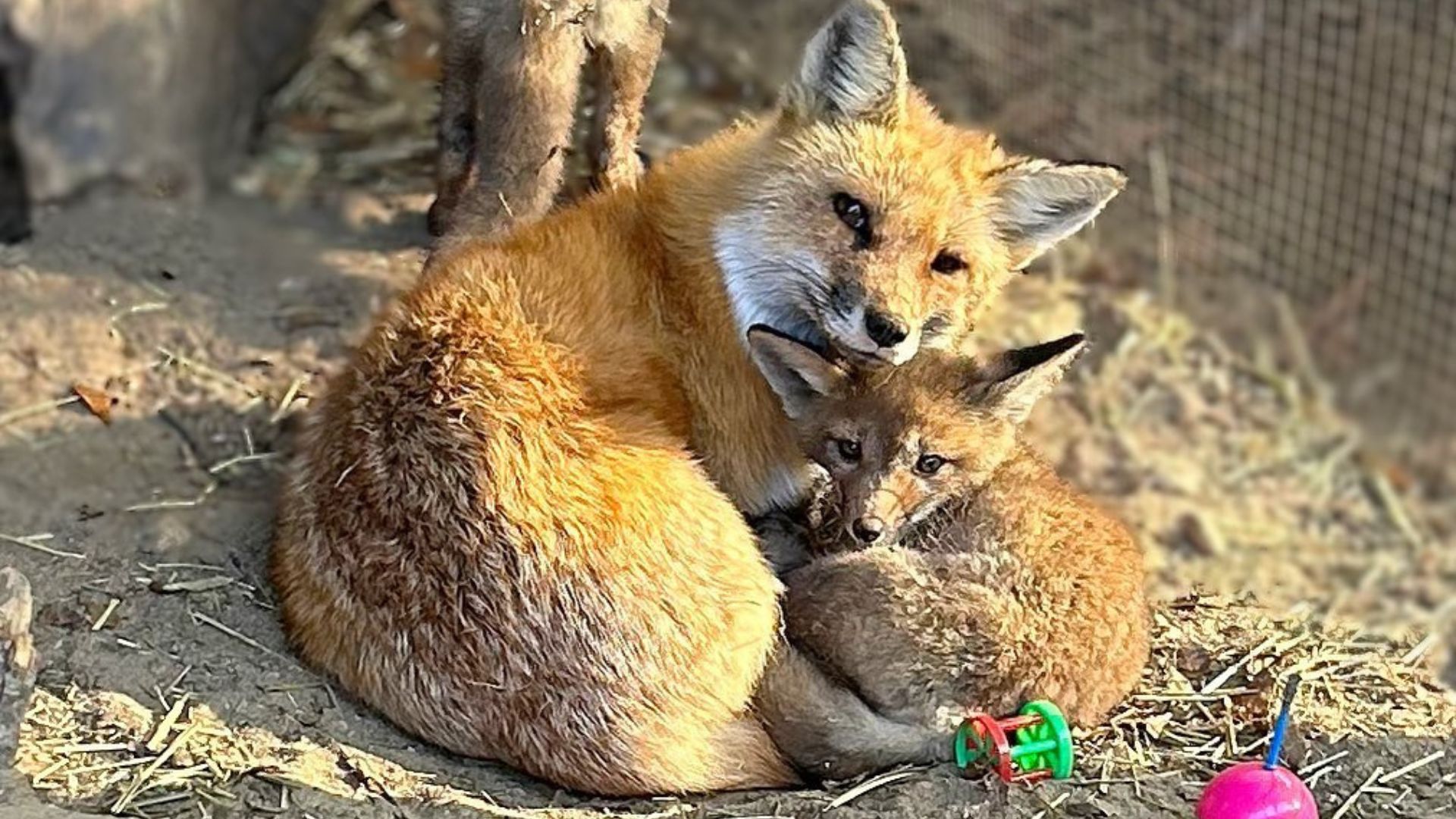 son los zorros parte de la familia de perros o gatos