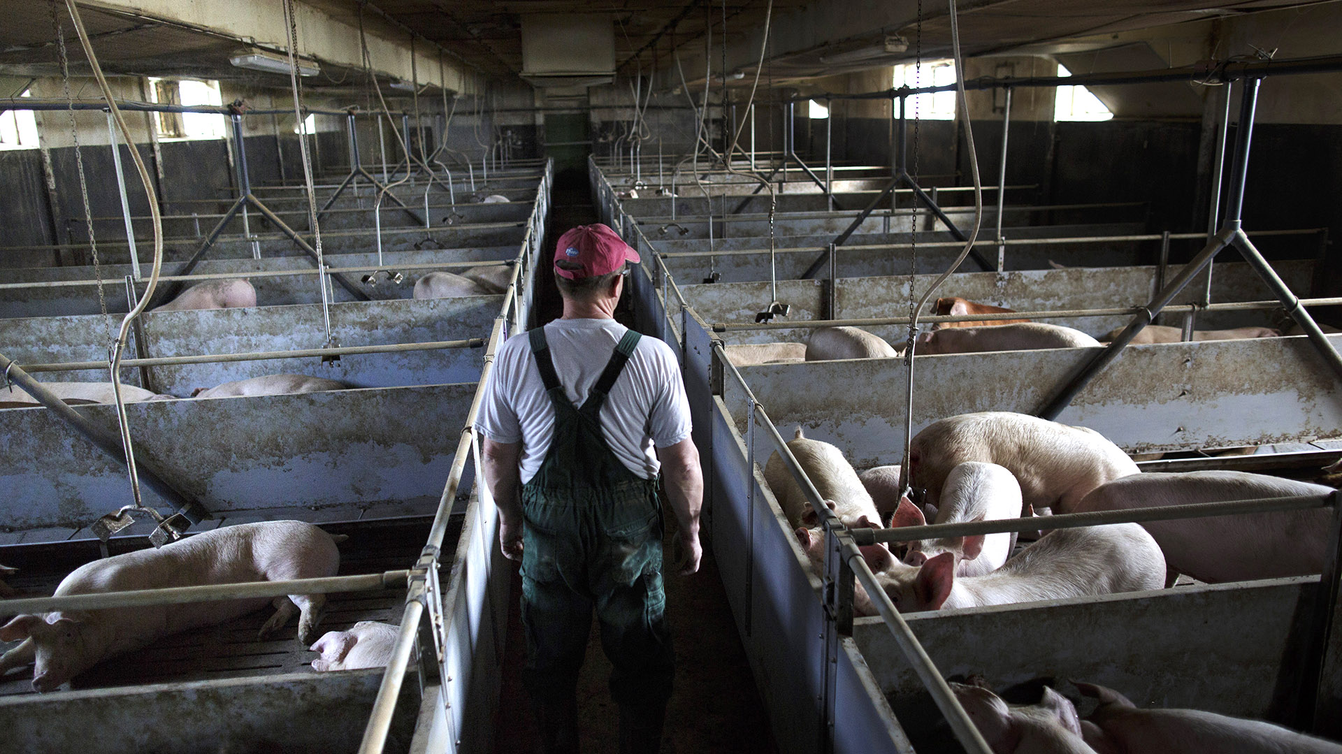 Gracias al consumo interno, la producción de carne cerdo alcanzará este año un nuevo récord