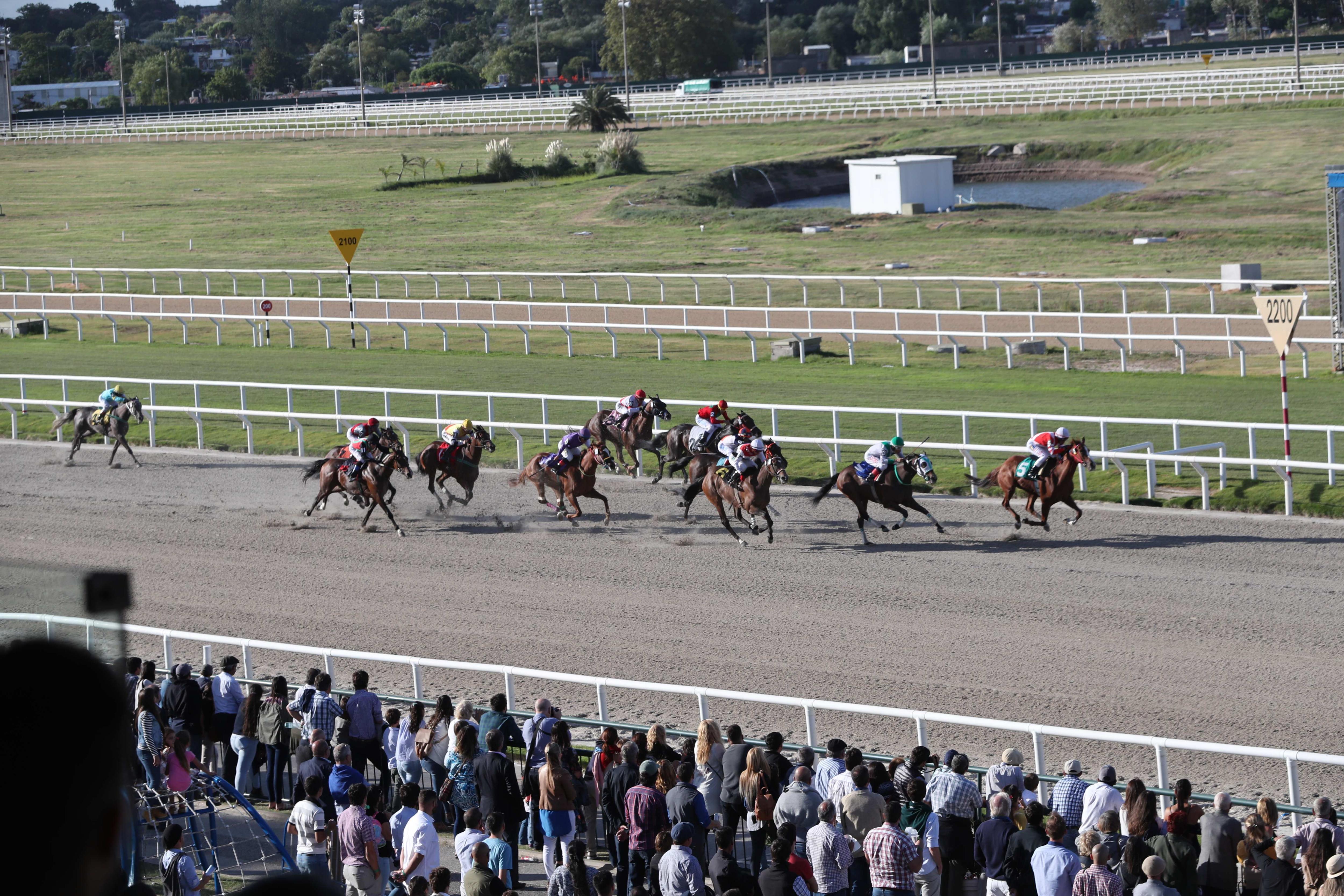 Caballos de cinco países lucharán por el GP Latinoamericano en Uruguay -  Infobae