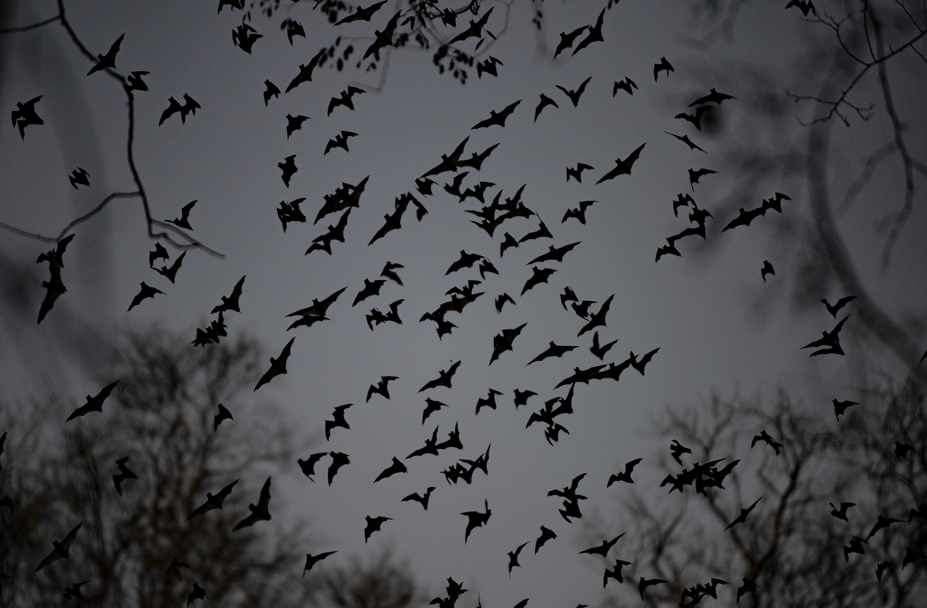 Los murciélagos infectados con el nuevo virus fueron encontrados en una cueva (EFE)