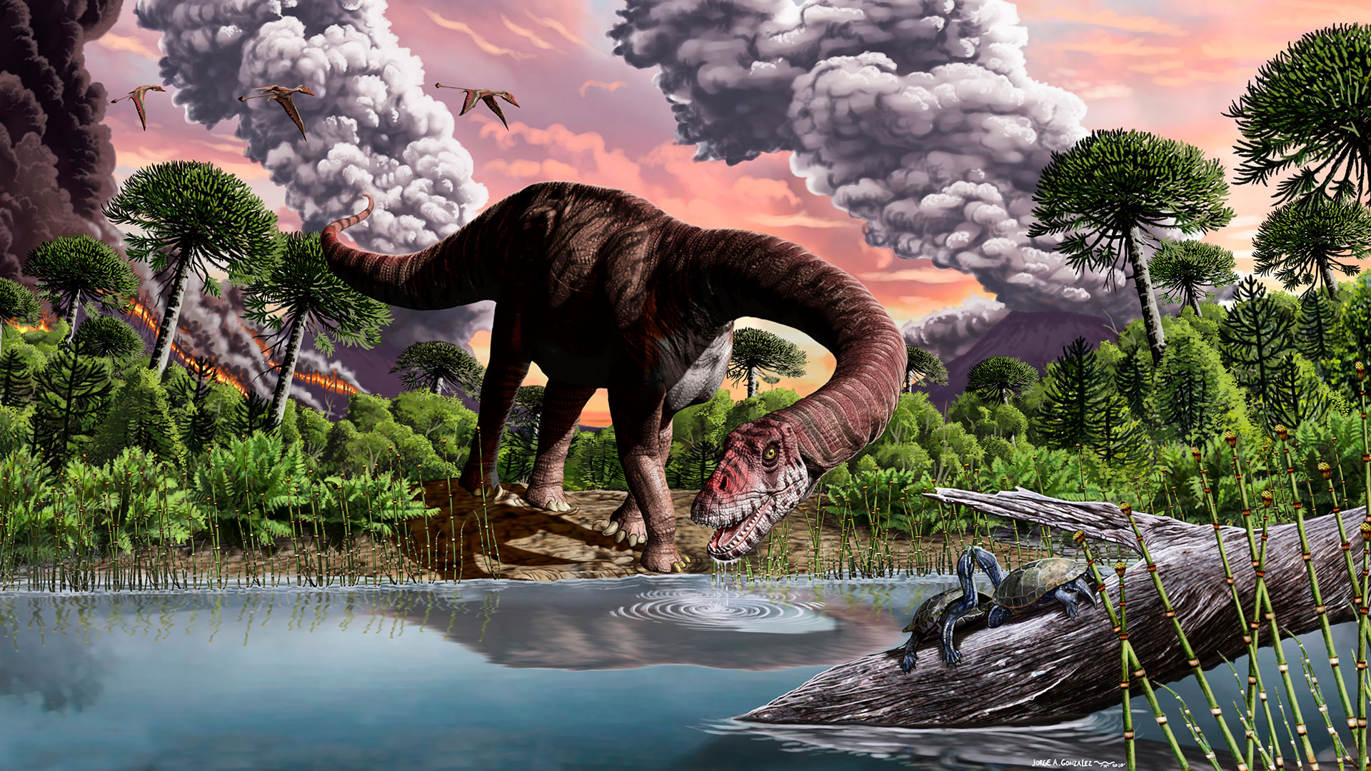 El bagualia es el más antiguo de los grandes saurópodos de cuello largo, los llamados verdaderos saurópodos (J. González)