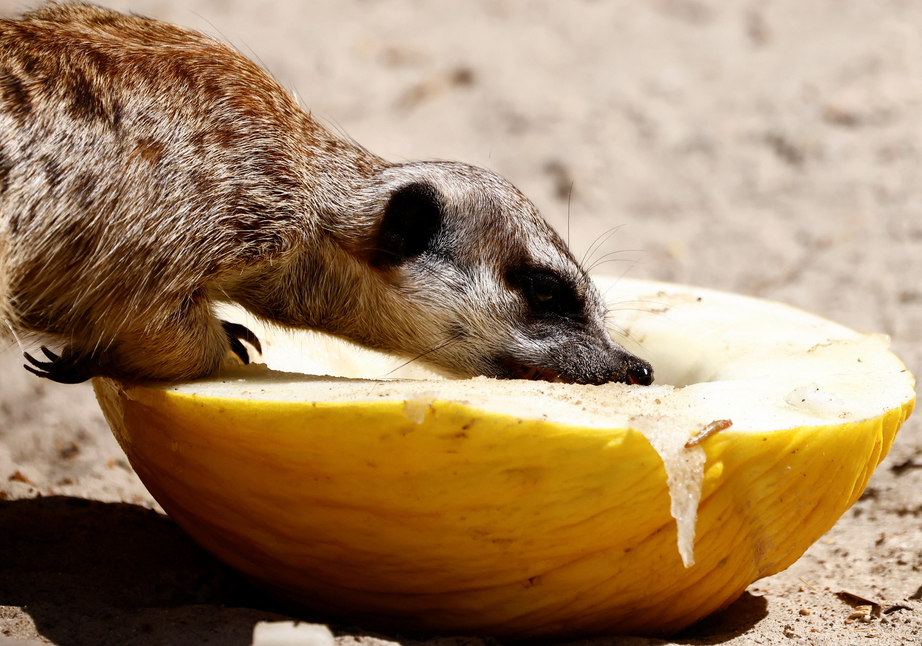 Los animales en el zoológico de Roma, comenzaron a recibir alimentos refrigerados, hielo y controles diarios en medio del calor abrazador.