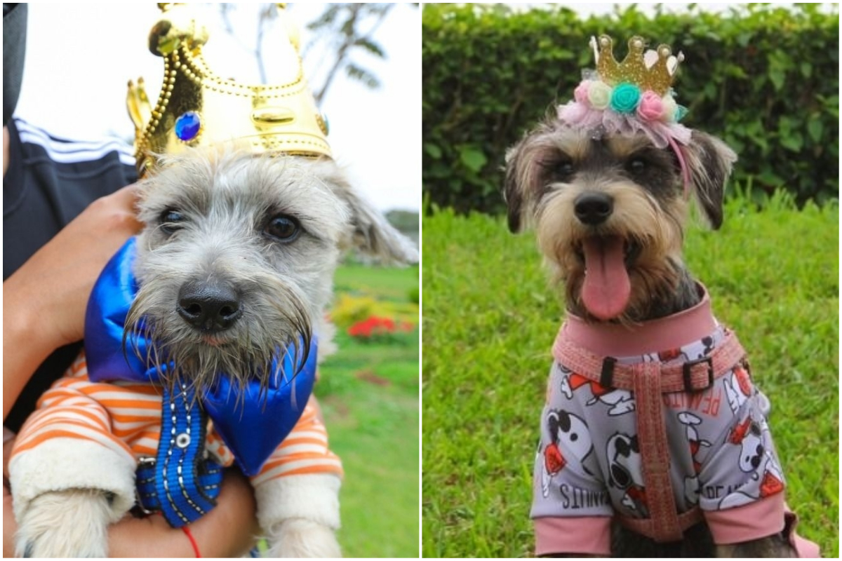 Día de Muertos: cómo ganar hasta 2 mil pesos en concurso de disfraces para mascotas