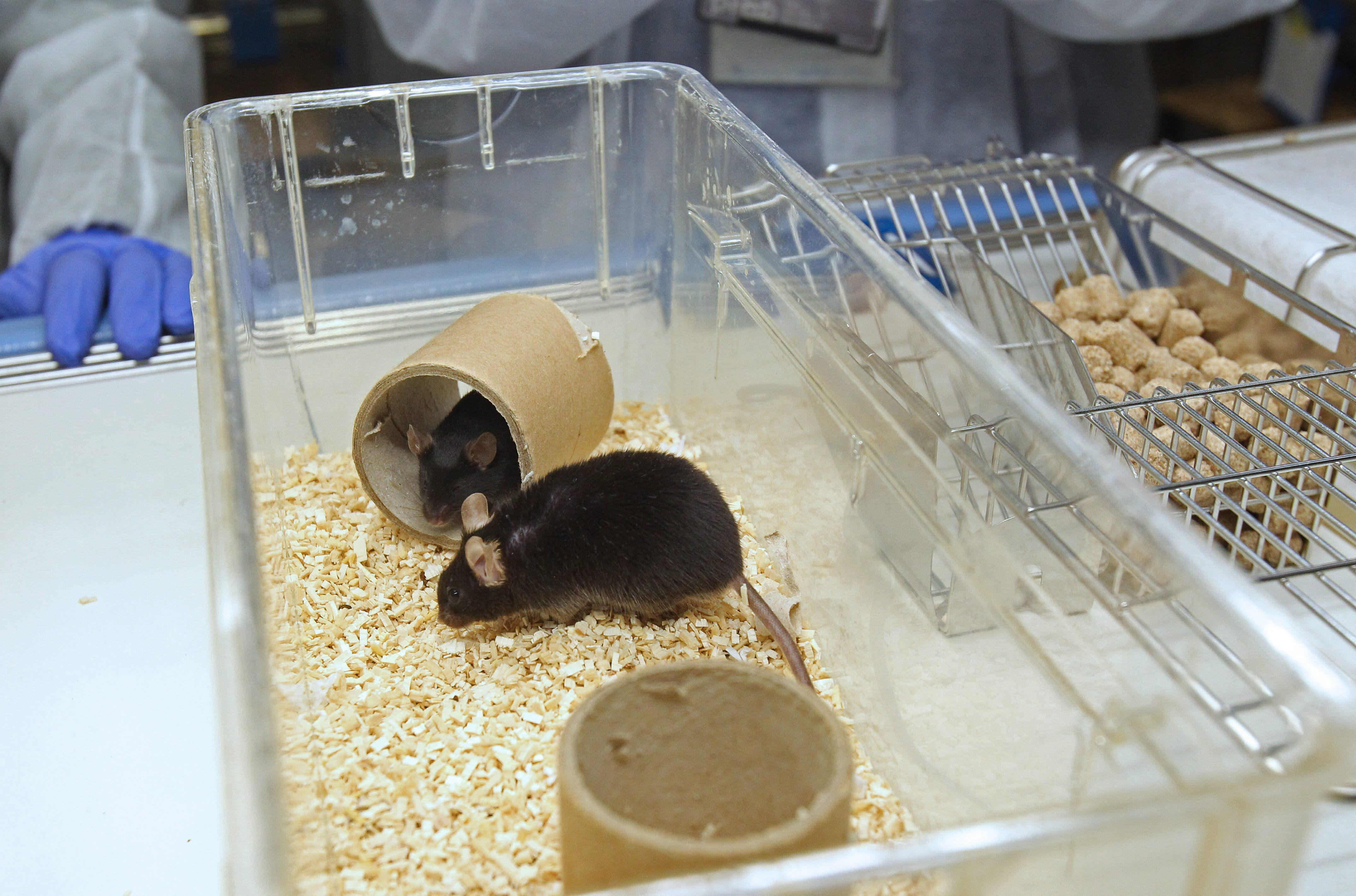 Los científicos llegaron a sus conclusiones debido al estudio de 79 ratas EFE/Toni Garriga
