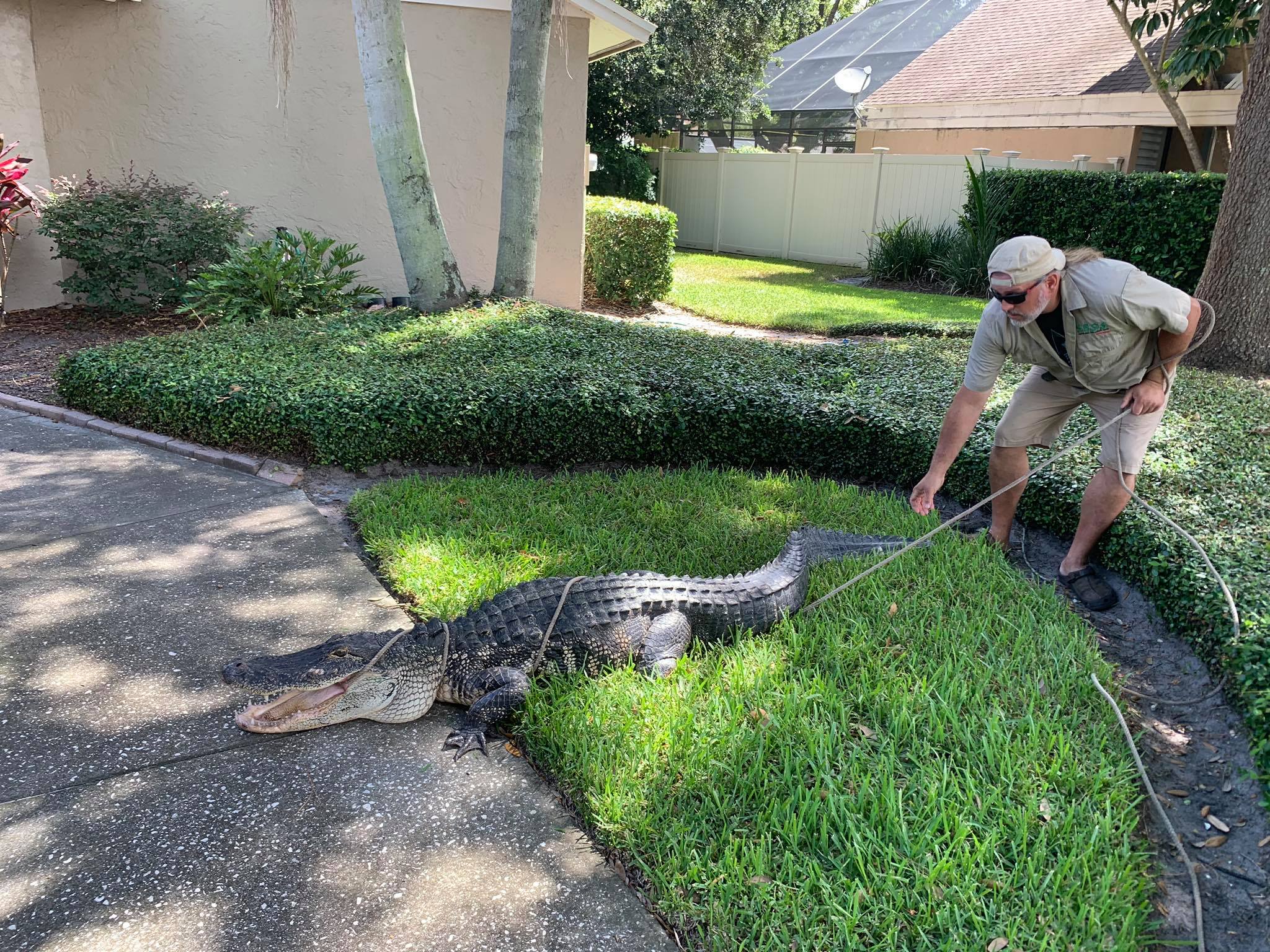 La sorpresa de una familia en la Florida: un caimán de casi tres metros de  largo descansaba afuera de casa - Infobae