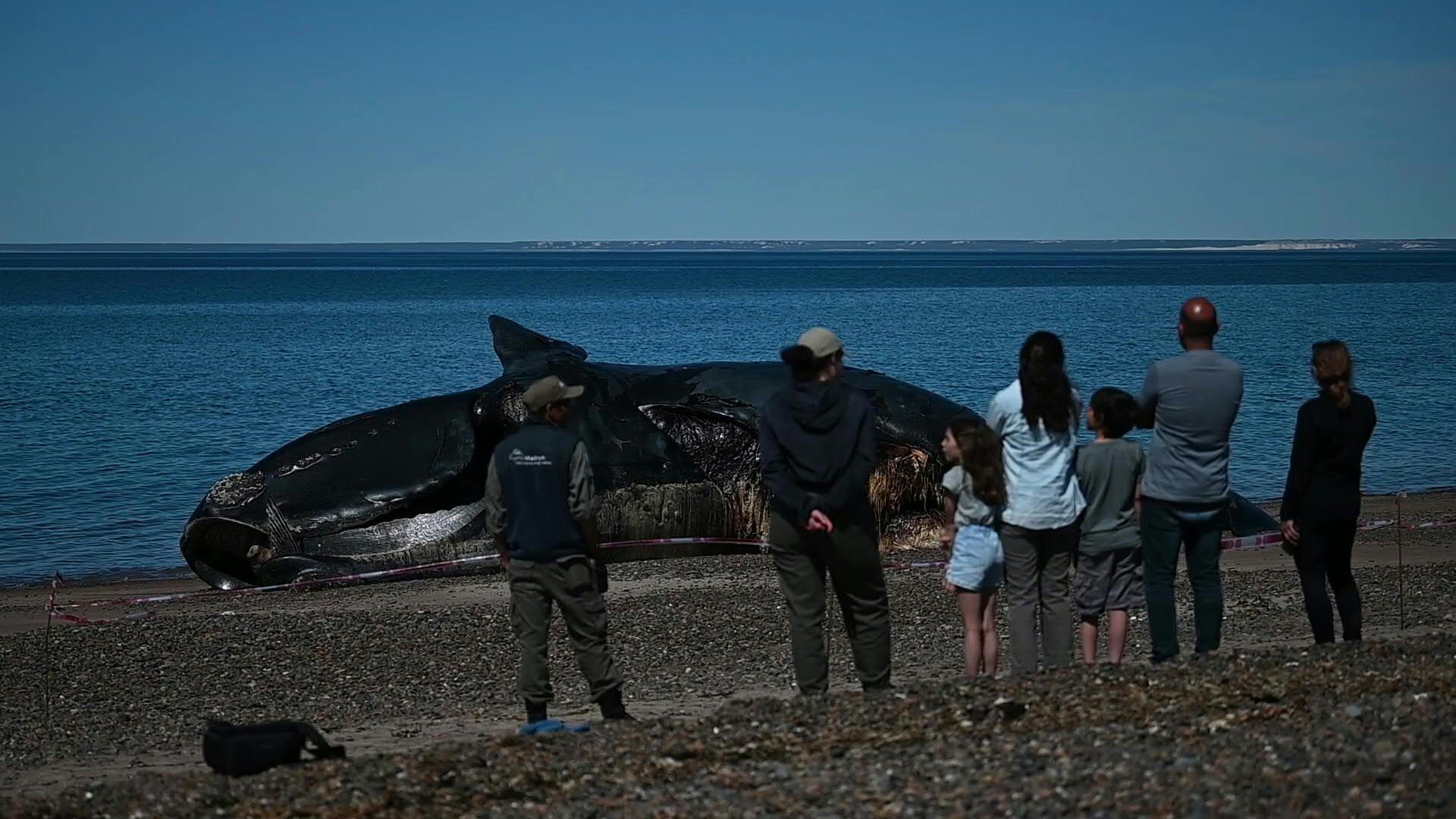 Por lo menos 13 ejemplares de la ballena franca austral aparecieron sin vida en aguas del santuario del Golfo Nuevo y Península de Valdés, en la Patagonia argentina, por causas que se investigan, informó el Instituto de Conservación de Ballenas (ICB)