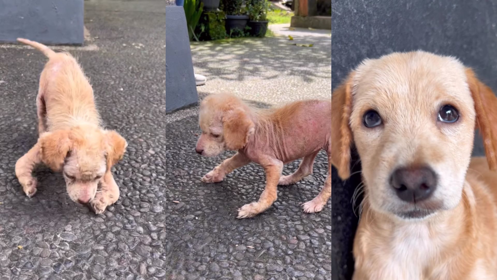 La impresionante recuperación de una cachorra que estaba desnutrida y caminaba con sus patas dobladas