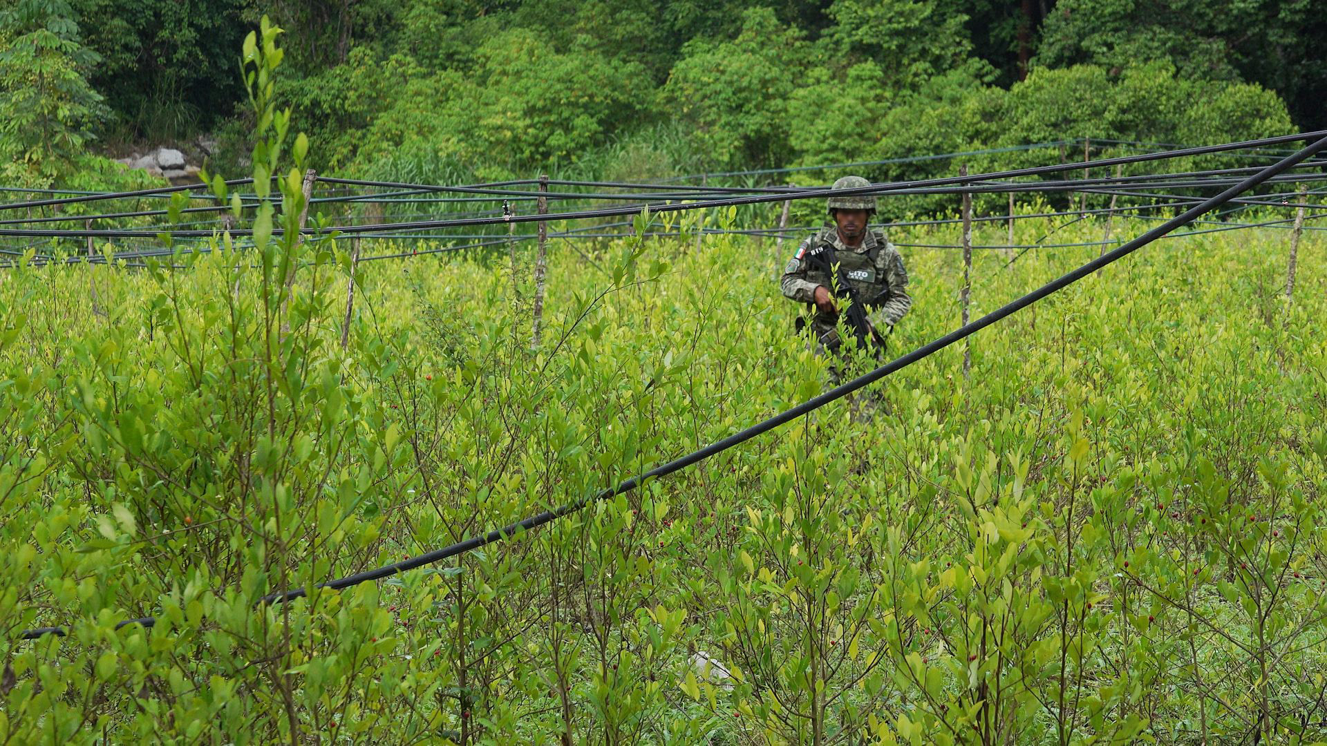 El plantío contaba con un sistema de riego compuesto de mangueras y aspersores (Foto: Paul Miranda)