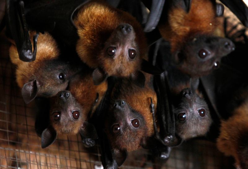 Algunas especies de murciélagos son anfitriones de otros virus letales para los humanos, desde la rabia hasta Nipah y Hendra
Sep 10, 2009. REUTERS/Sukree Sukplang