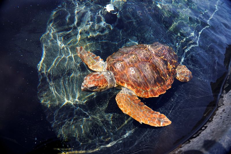 Si bien esta especie suele pesar entre 20 y 40 kilos, cuando Cróga llegó a la orilla pesaba medio kilo (REUTERS)