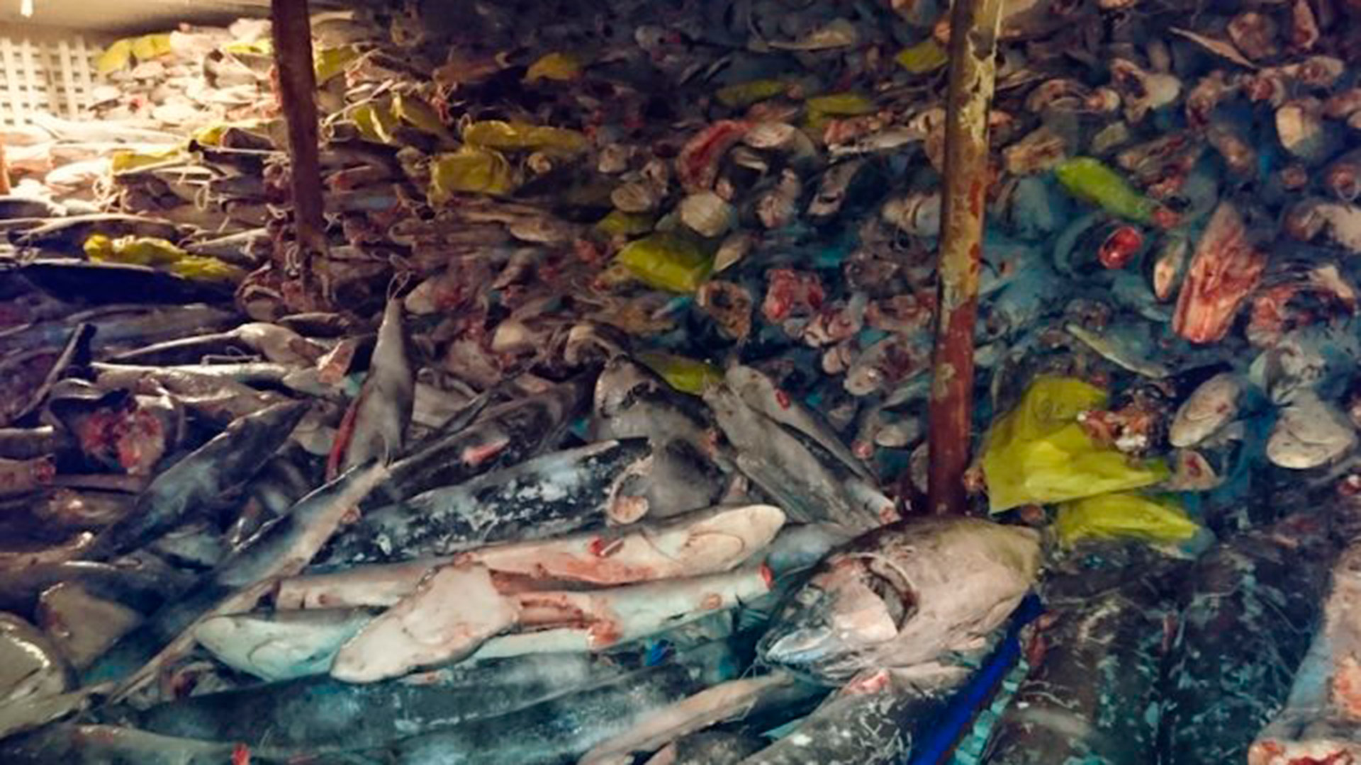 Autoridades informaron que en frigoríficos del Fu Yuan Yu Leng 999 se hallaron especies protegidas, como tiburón Martillo y tiburón Silky