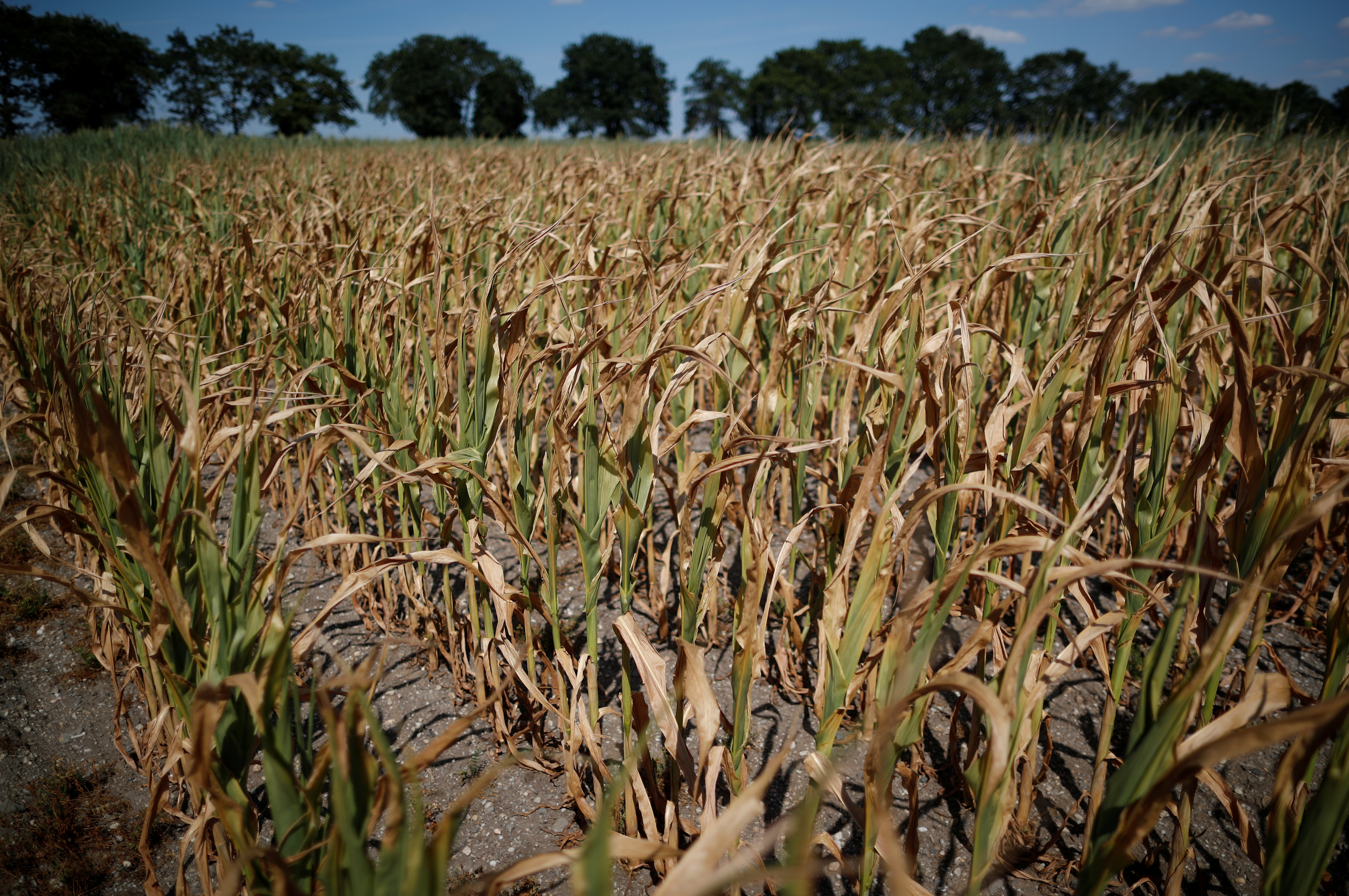Cuánto cuesta “llenar la mochila” con útiles escolares para el inicio de clases