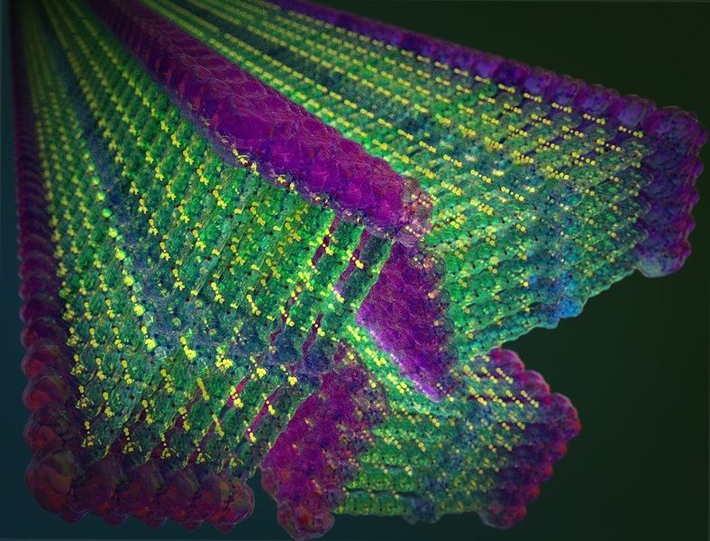21/12/2020 Los investigadores del MIT han diseñado pequeñas moléculas que forman espontáneamente nanocintas cuando se agrega agua. Estas moléculas incluyen un dominio de "aramida" inspirado en Kevlar en su diseño, en verde, que fija cada molécula en su lugar.
POLITICA INVESTIGACIÓN Y TECNOLOGÍA
MIT
