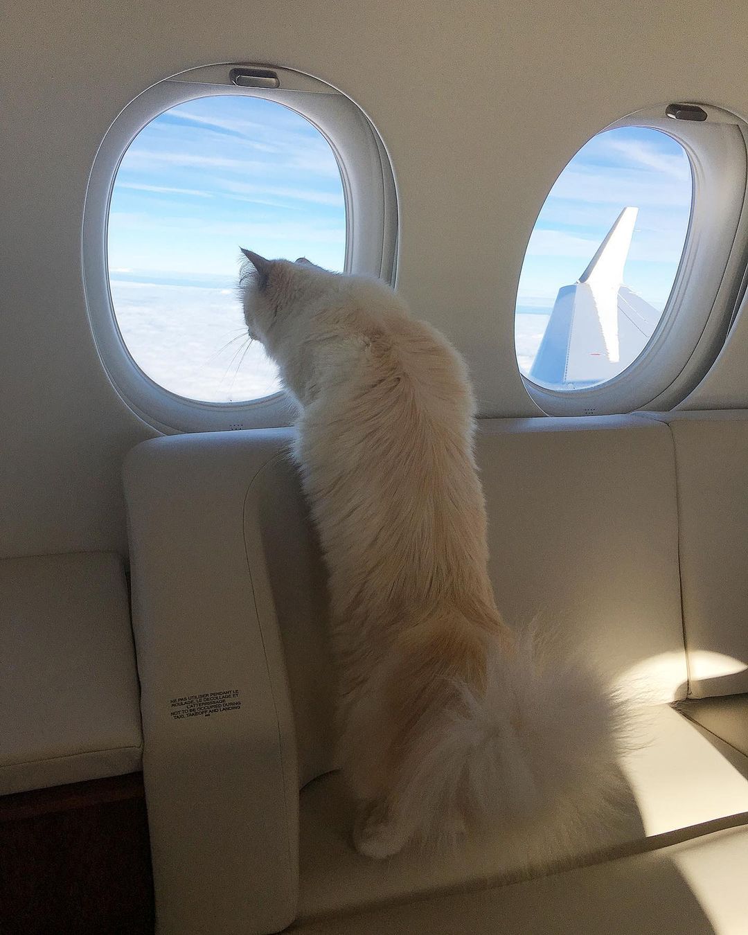 El felino blanco viajando en su lujoso jet privado (@choupetteofficiel)