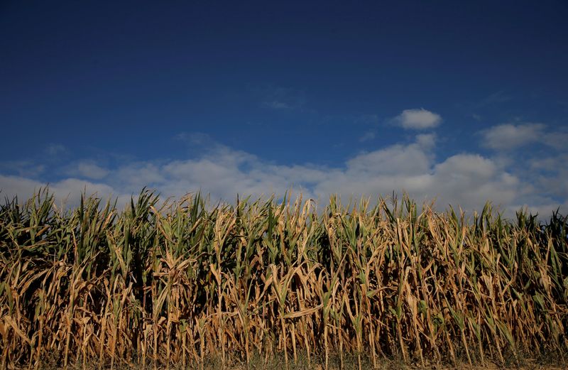 Mientras está por finalizar la cosecha de maíz, hay expectativa por el ingreso de dólares por las exportaciones. ( REUTERS/Vincent Kessler)