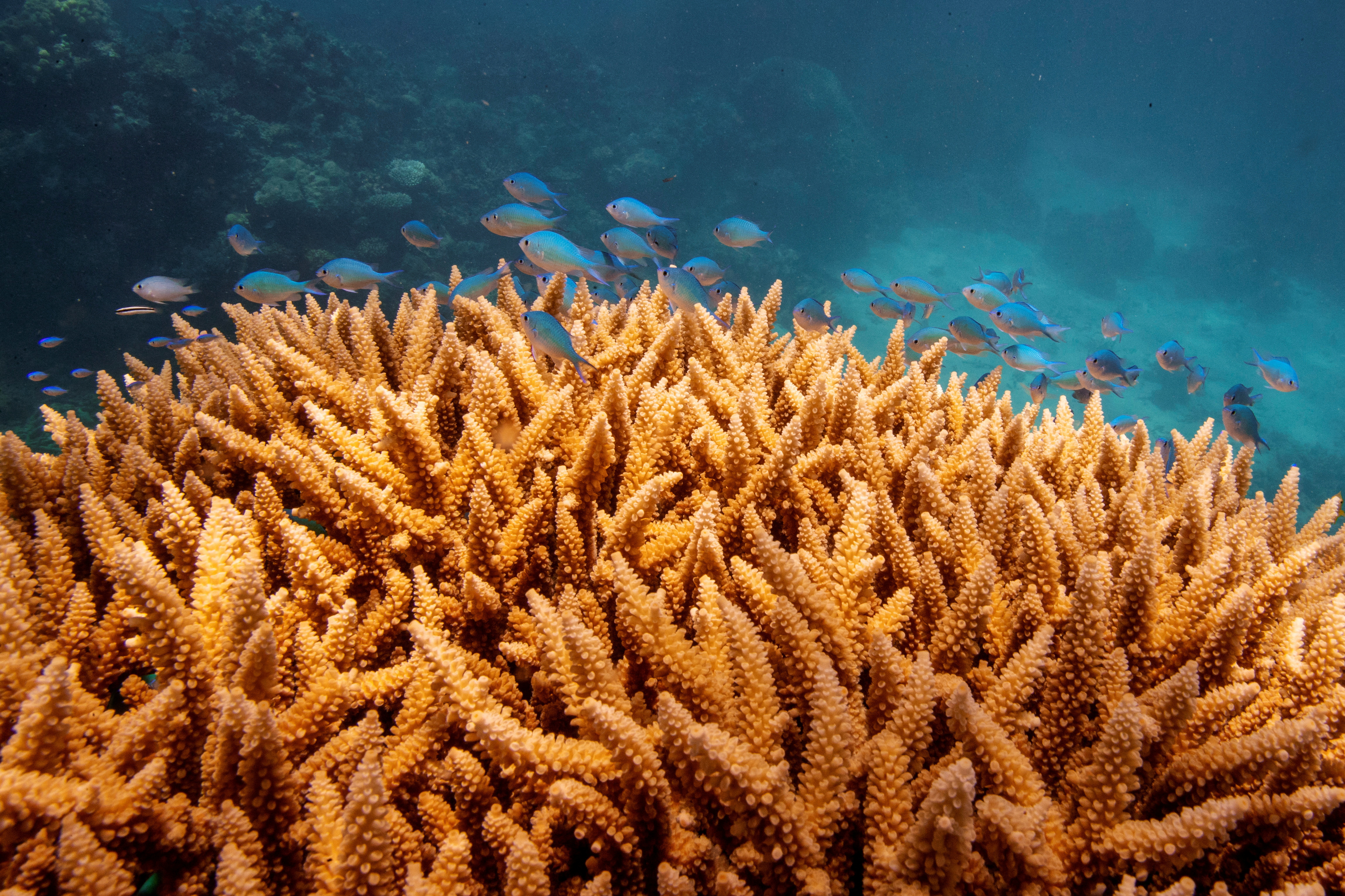 Si las temperaturas atmosféricas y oceánicas siguen aumentando al ritmo actual, los arrecifes de coral se enfrentarán a la extinción en los próximos 80 años o a finales de este siglo
REUTERS/Lucas Jackson/File Photo