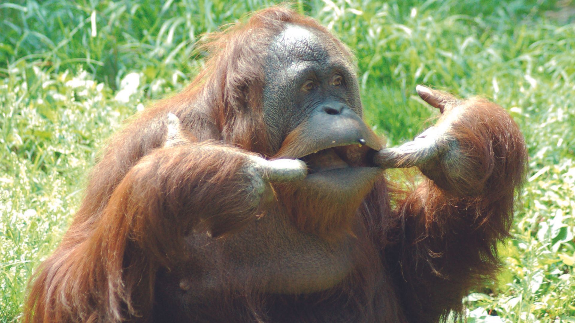 El tierno momento en el que una orangután pide ver de cerca a un bebé