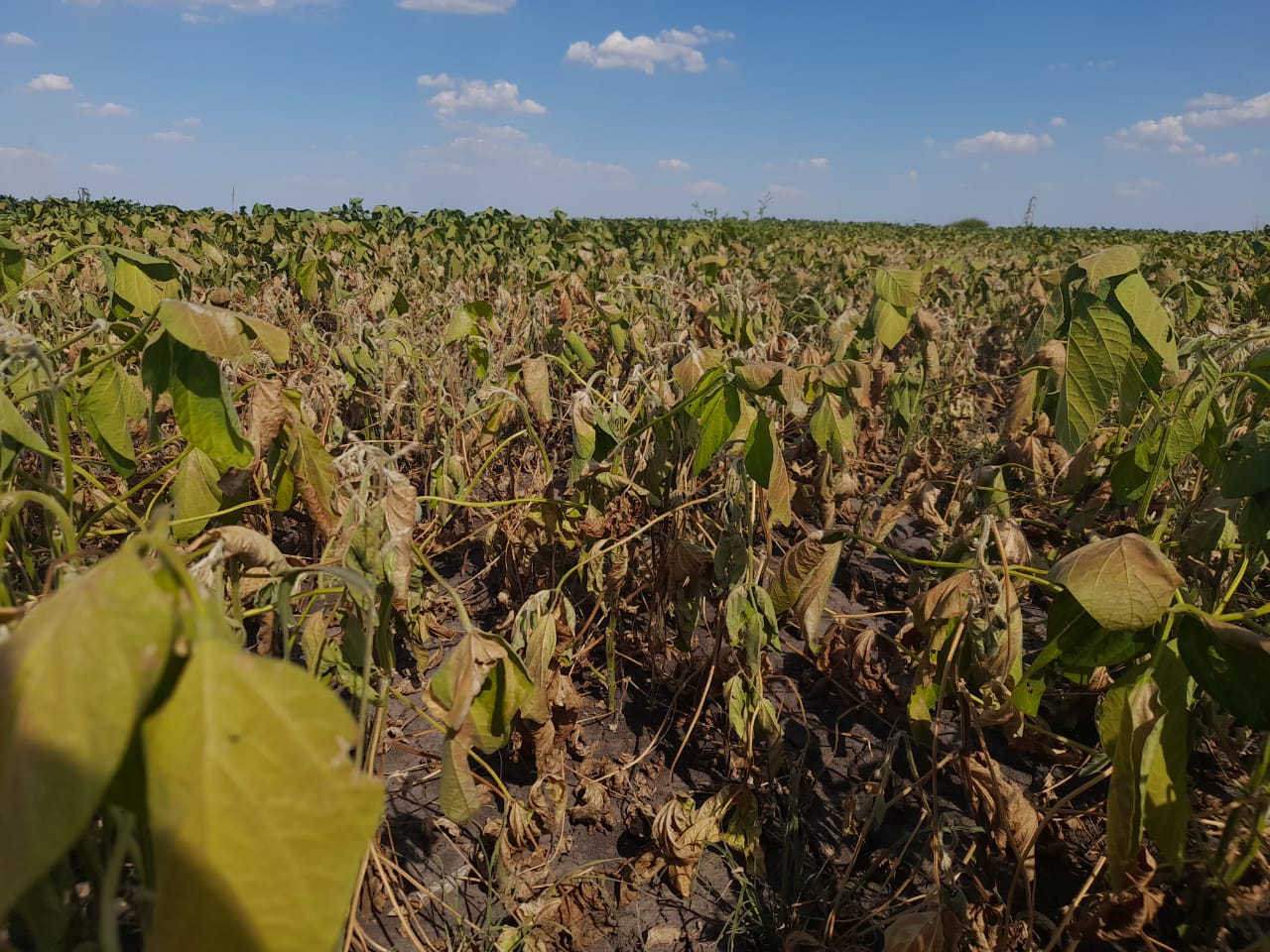 Soja en peligro: por la falta de lluvias, la cosecha podría terminar con rendimientos por debajo de la sequía de 2018 - Infobae