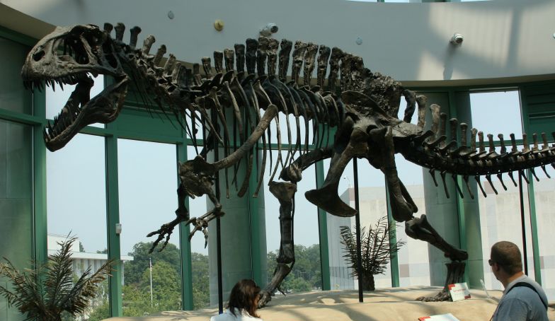 La mayoría de las huellas reveladas corresponden al dinosaurio Acrocanthosaurus, que vivió hace 113 millones de años