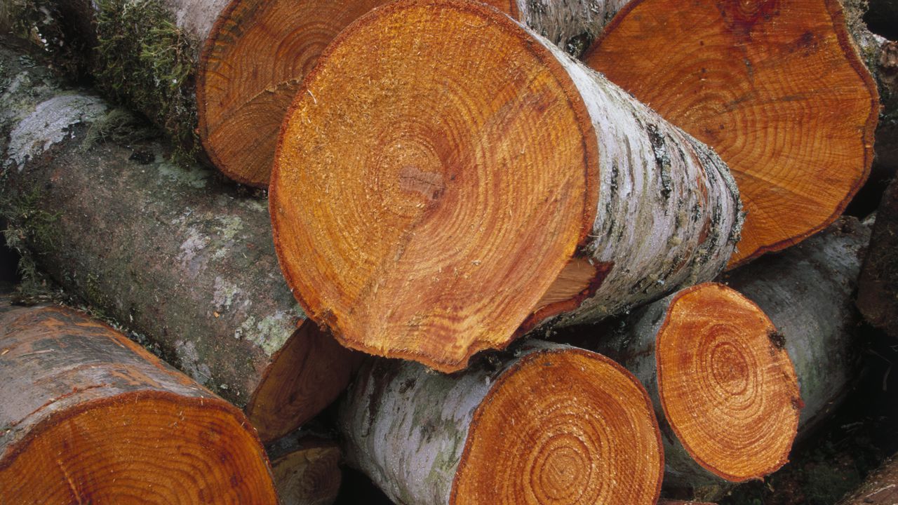 Reforma tributaria: gremio maderero alerta por posible riesgo de la actividad forestal