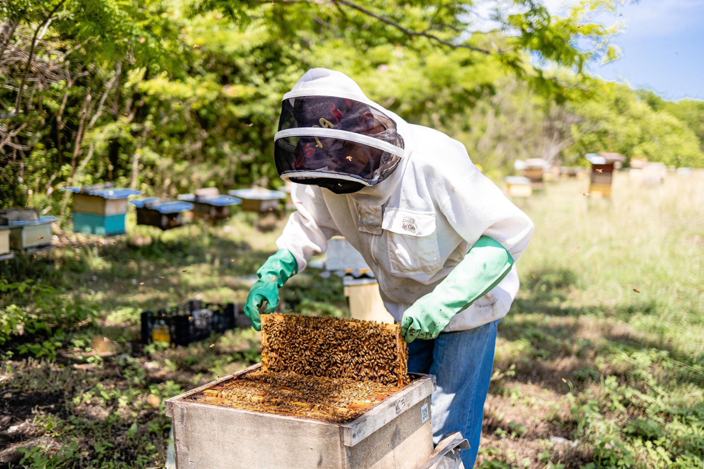 Tres de cada cuatro cultivos de frutas o semillas que se producen para consumo humano dependen, al menos en parte, de las abejas y otros polinizadores.  FOTO:  Westin Reserva Conchal, W Costa Rica y Reserva Conchal