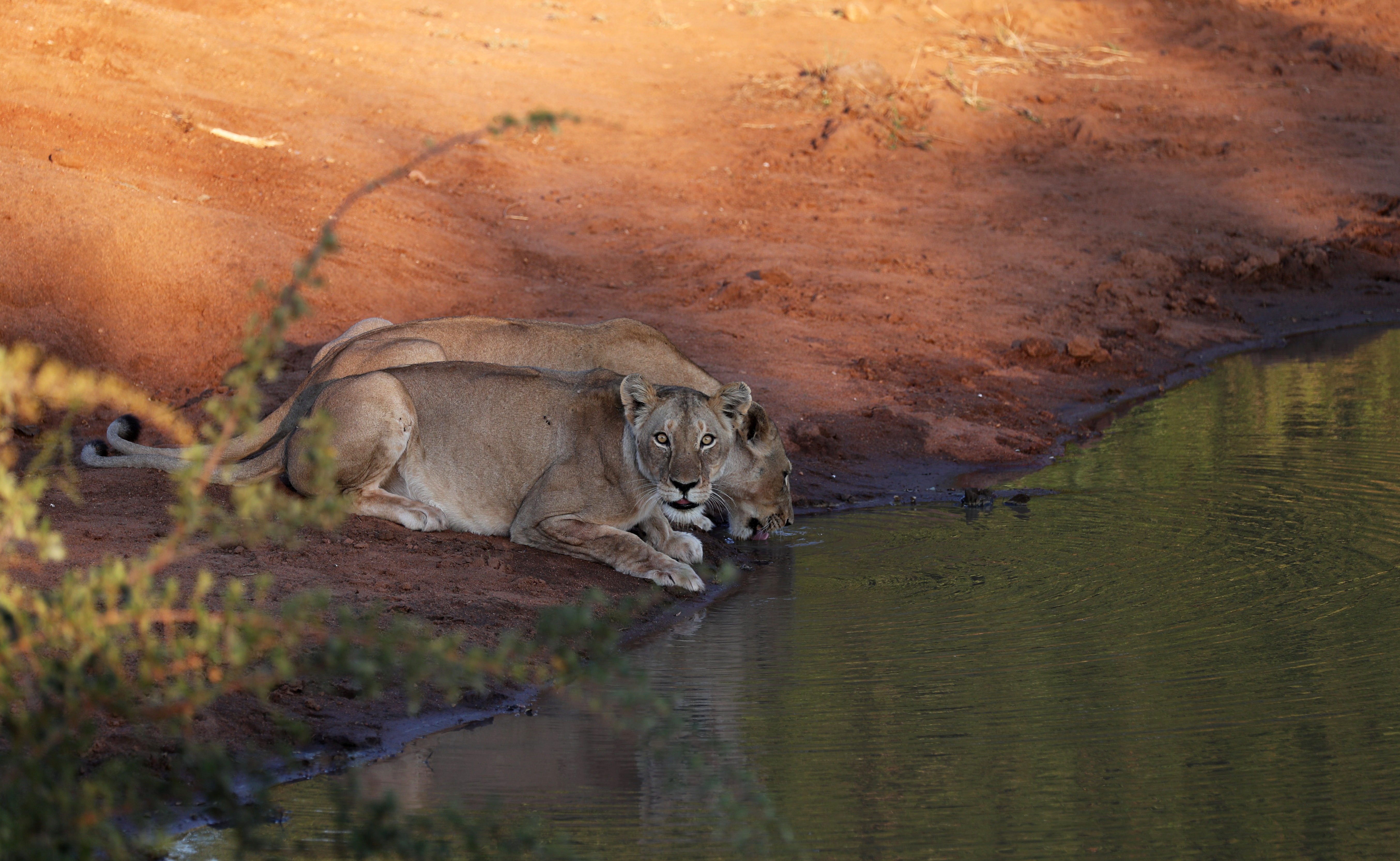 Así viven los leones protegidos en una reserva de la inmensa sabana  sudafricana - Infobae