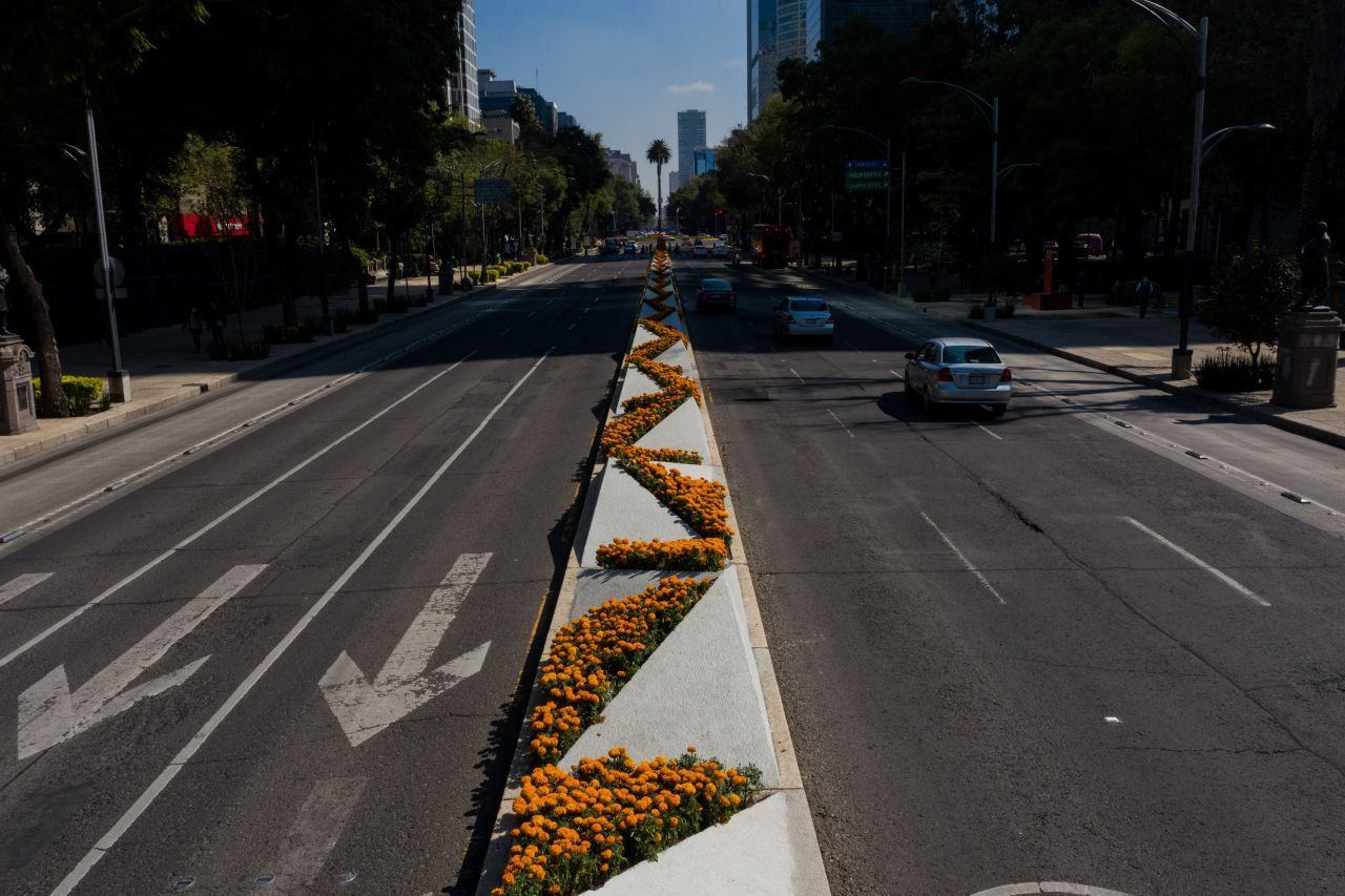 Toma aérea del camino de flores de cempasúchil colocadas sobre Paseo de la Reforma