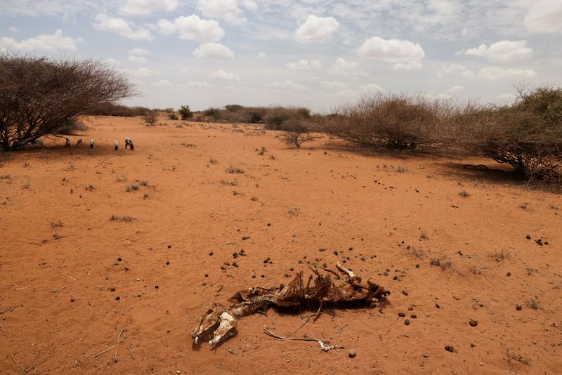 Para 2050, más de las tres cuartas partes de la población mundial podrían verse afectadas por las sequías
REUTERS/Baz Ratner/Archivo