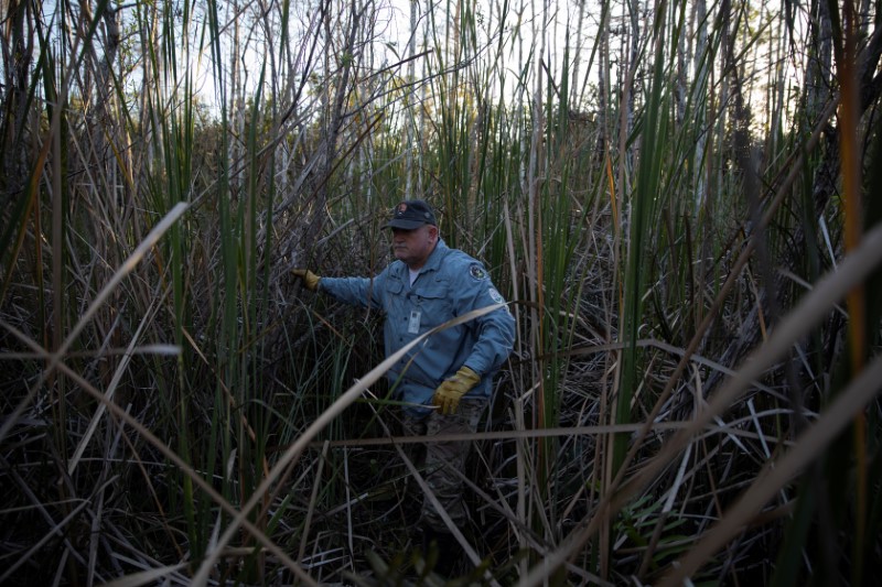 Thomas Aycock explora los pantanos y juncales de los Everglades mientras caza pitones birmana (REUTERS/Marco Bello)