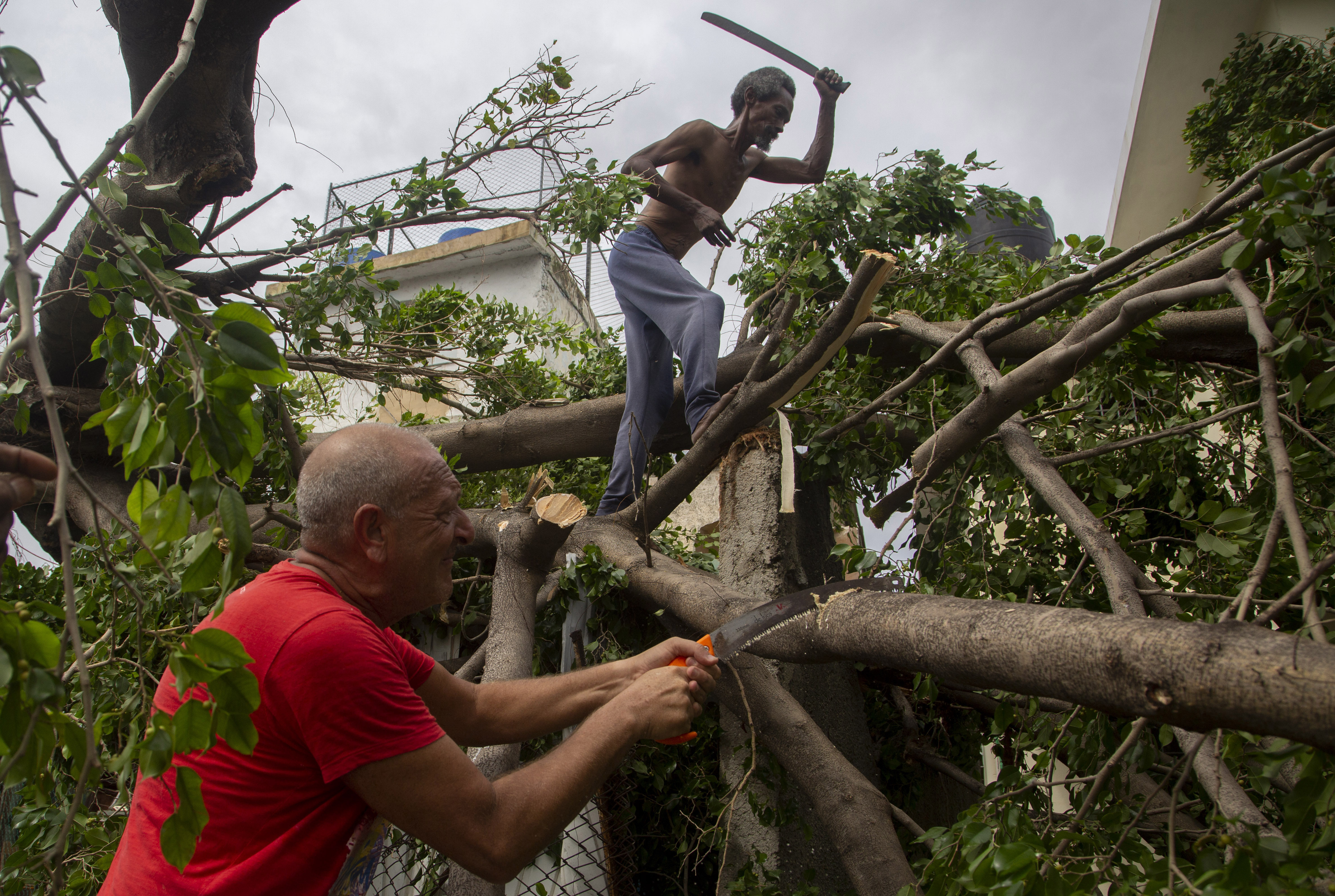 Residentes cortan un árbol que cayó luego de que los fuertes vientos del huracán Ian lo tirara.