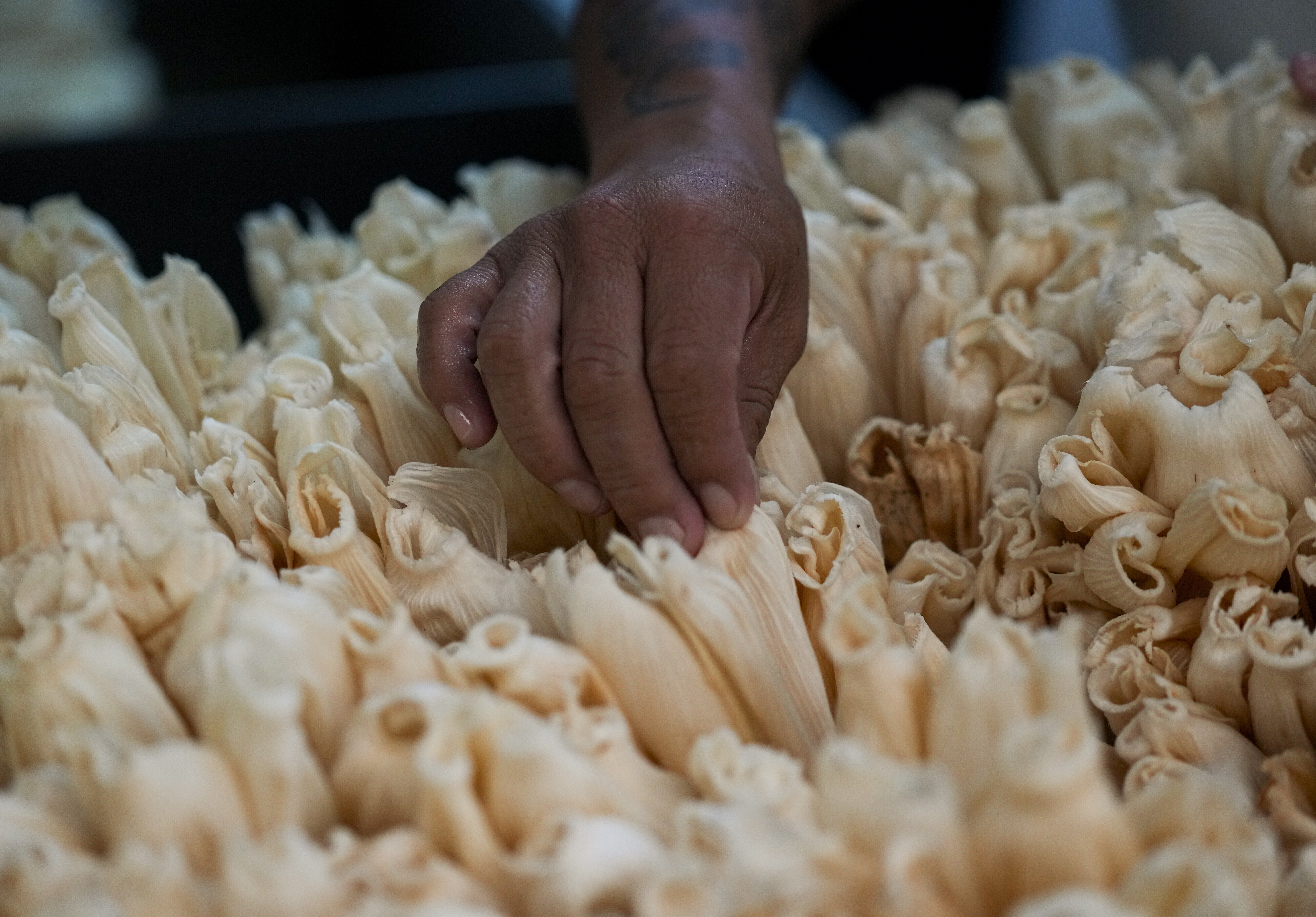 Un trabajador clasifica vainas de maíz para envolver tamales antes del Día de la Candelaria en la fábrica de tamales Flor de Lis, en la Ciudad de México, el 26 de enero de 2023. Tamal proviene del vocablo náhuatl “tamalli” que significa envuelto. (AP Foto/Fernando Llano)