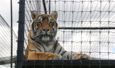 Dónde quedaron los felinos rescatados del santuario  Black Jaguar White Tiger en la CDMX