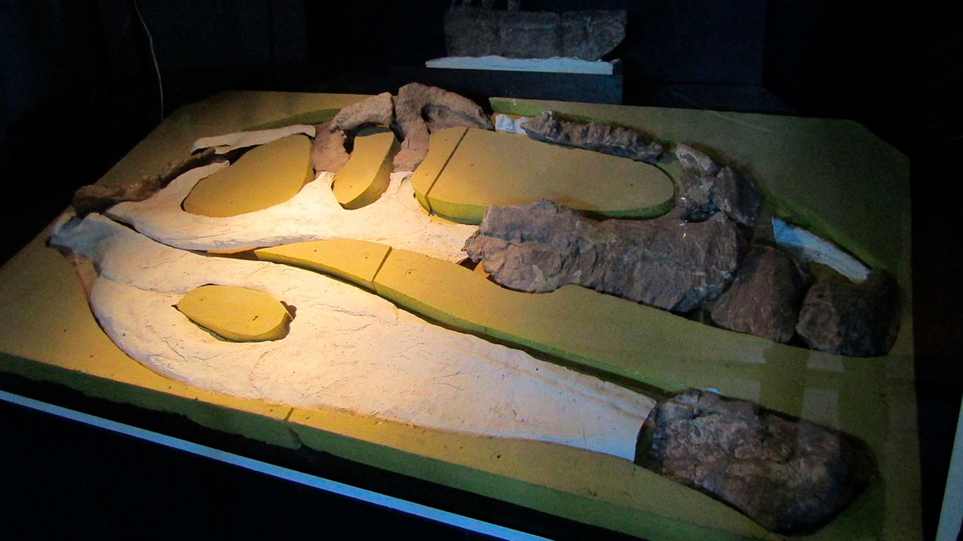 Restos originales del lado derecho del cráneo de Giganotosaurus carolinii en el museo Paleontólogico Ernesto Bachmann (Wikipedia) 