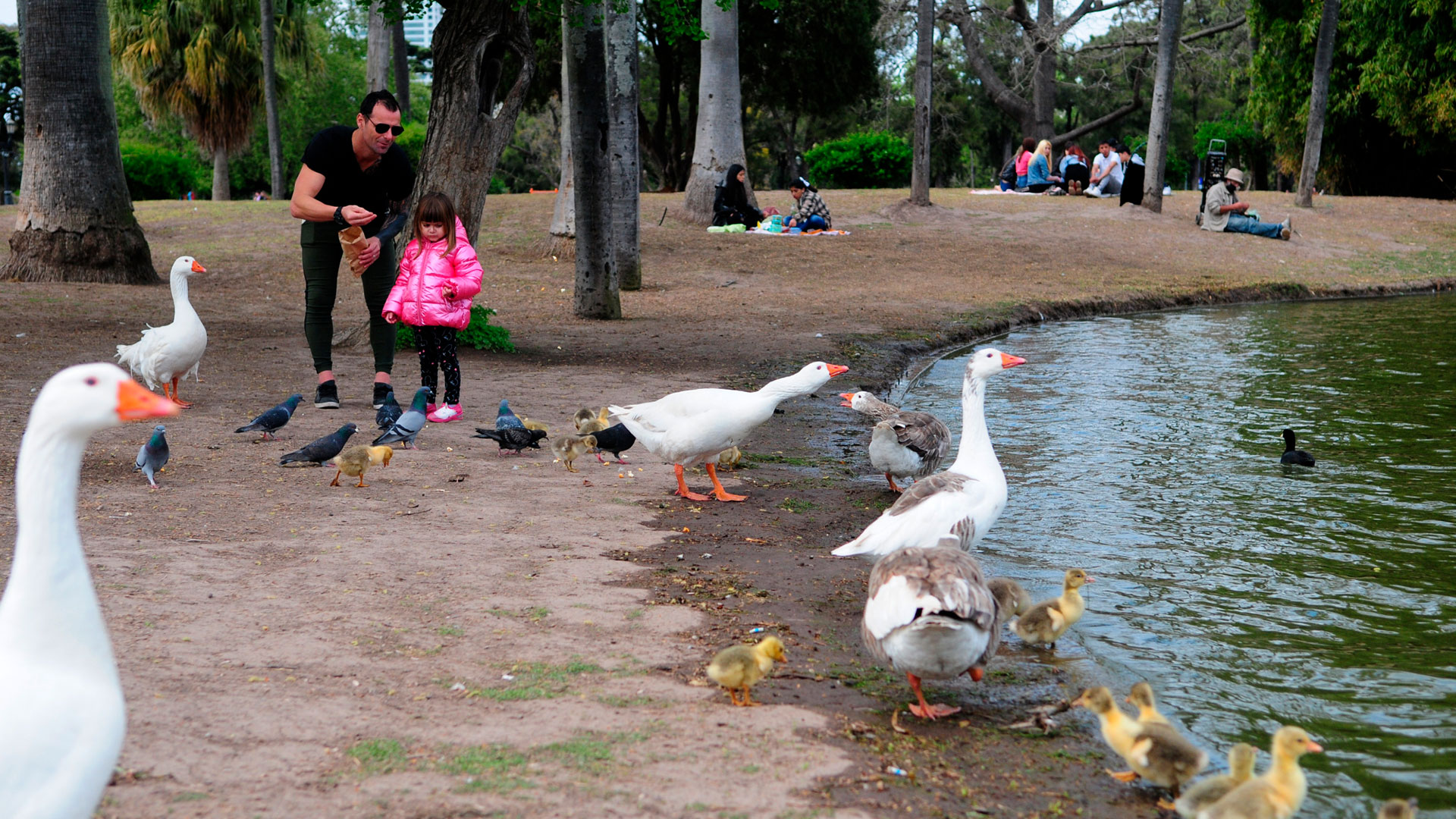 Primavera 2022. Algunos grupos aislados, familias y muchos patos disfrutando de los lagos (Maximiliano Luna)