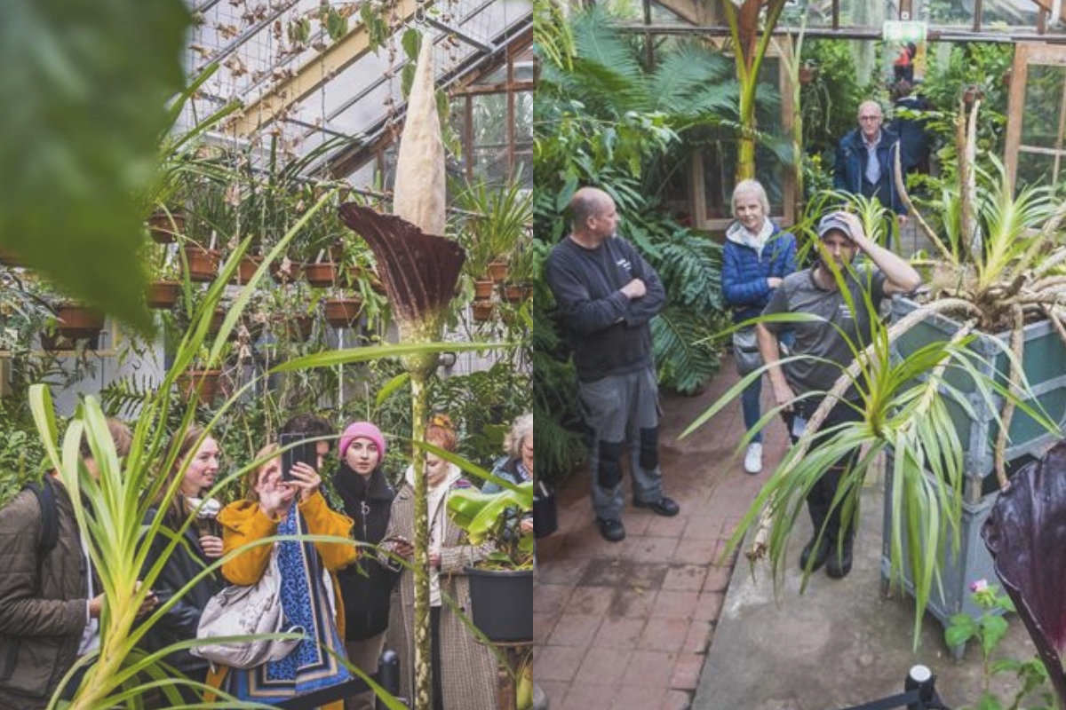 "La planta del pene" florece en Holanda por tercera vez en la historia de Europa. Foto/Crédito: EFE