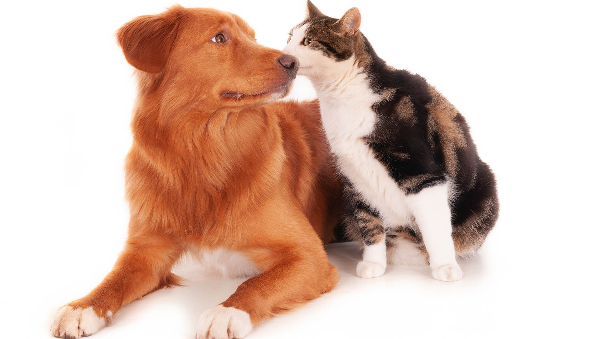 Una socialización gradual a los nuevos olores, ruidos, personas o mascotas es lo más adecuado (freepik)