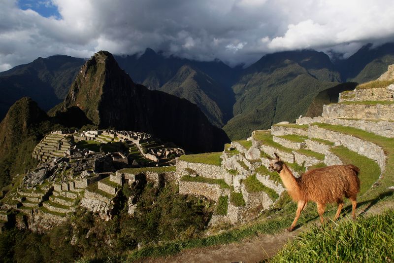 Una llama se ve cerca de la ciudadela Inca de Machu Pichu, en Cusco, Perú, Diciembre 2, 2014. REUTERS/Enrique Castro-Mendivil