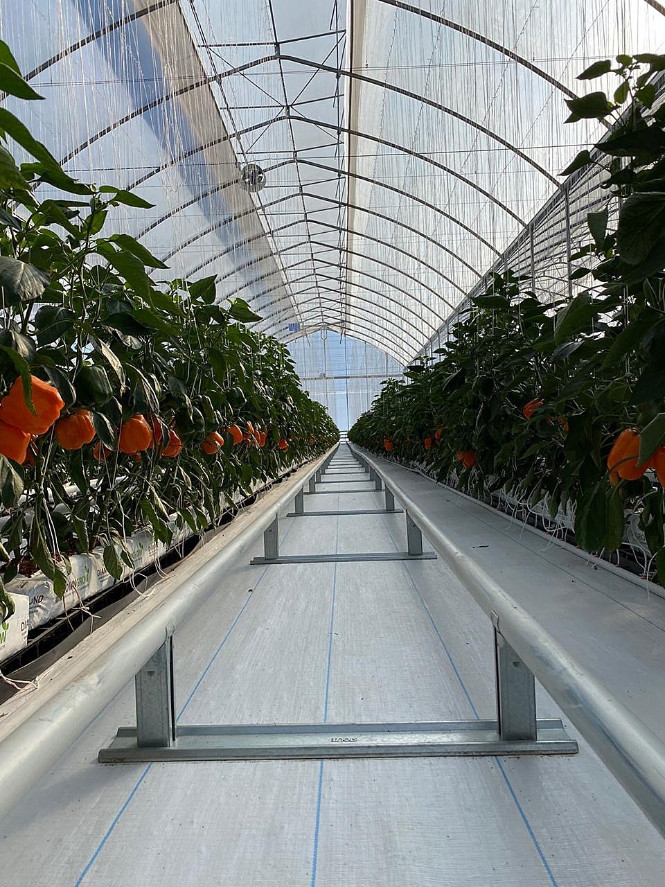 El director general del IICA ha sostenido diferentes reuniones virtuales con expertos y destacadas figuras del sector agrícola con el objetivo de destacar el trabajo que se realiza en la región. (Foto: EFE)