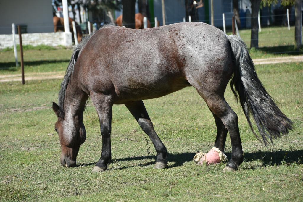 Estrella, la yegua quebrada y sin vuelta atrás que le cambió la manera de pensar al Dr. Corse. En la foto se la ve con su botita, cada vez mejor lograda