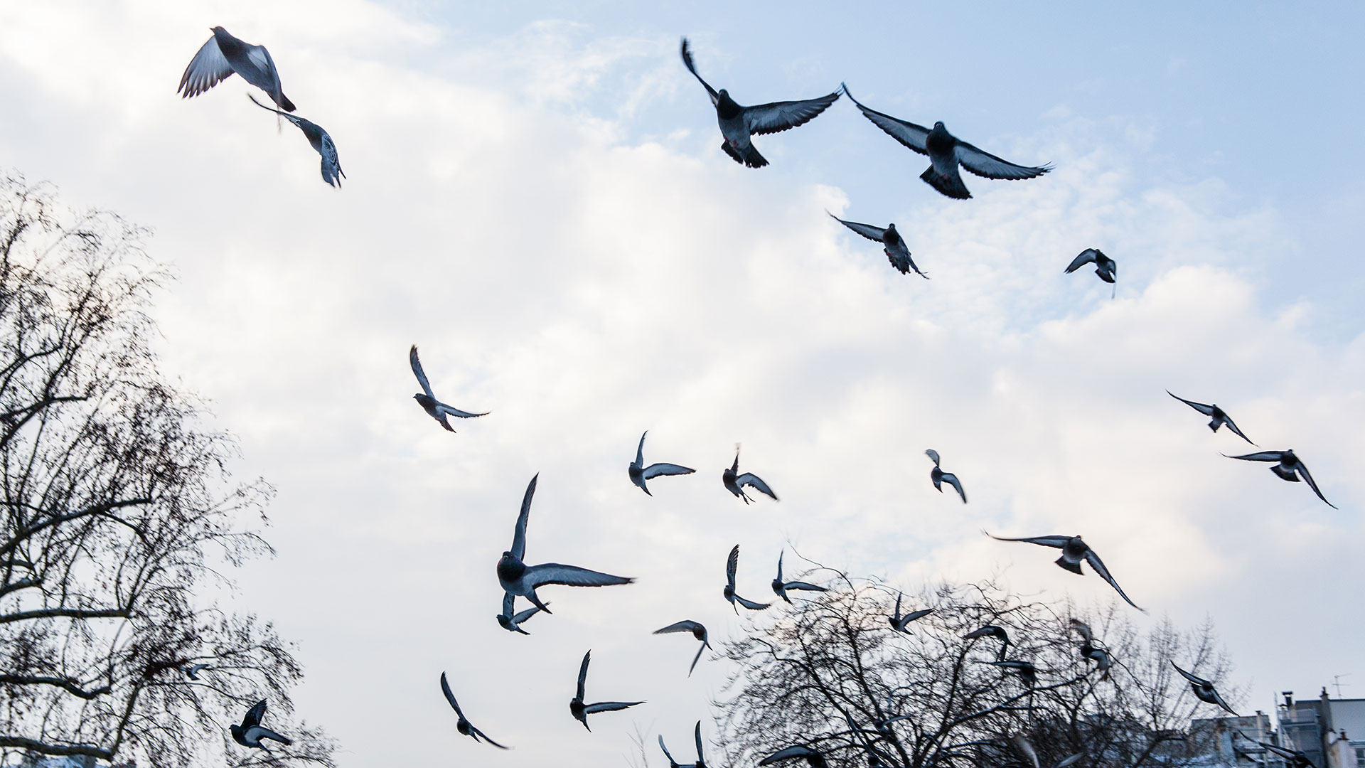 Bélgica es uno de los países en donde existen mayor cantidad de aficionados a las carreras de palomas (Getty Images)