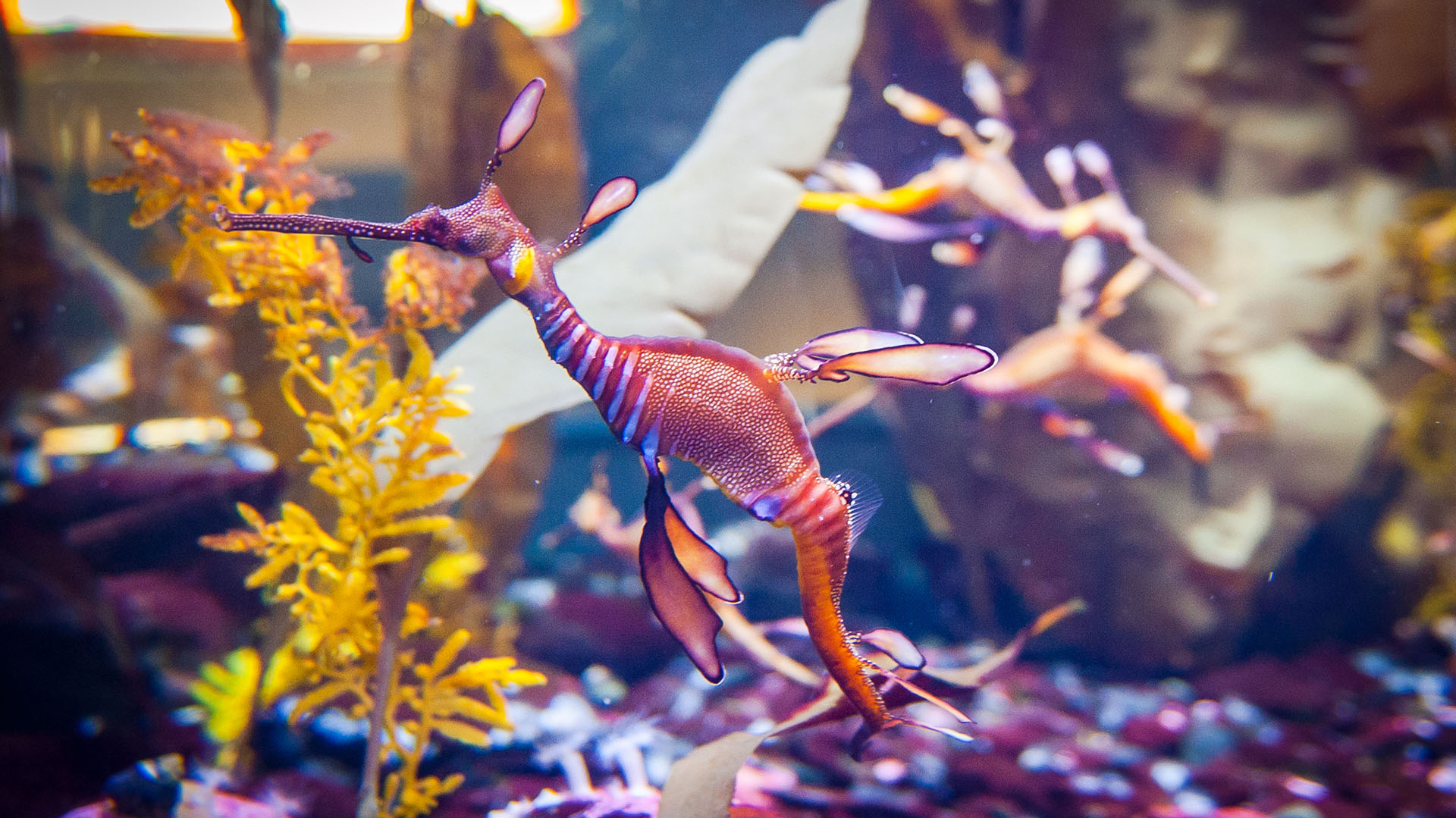 Otro tipo de dragón marino son los llamados Weedy (maleza), que son más aerodinámicos y más coloridos, con rayas moradas y lunares amarillos (Getty Images)