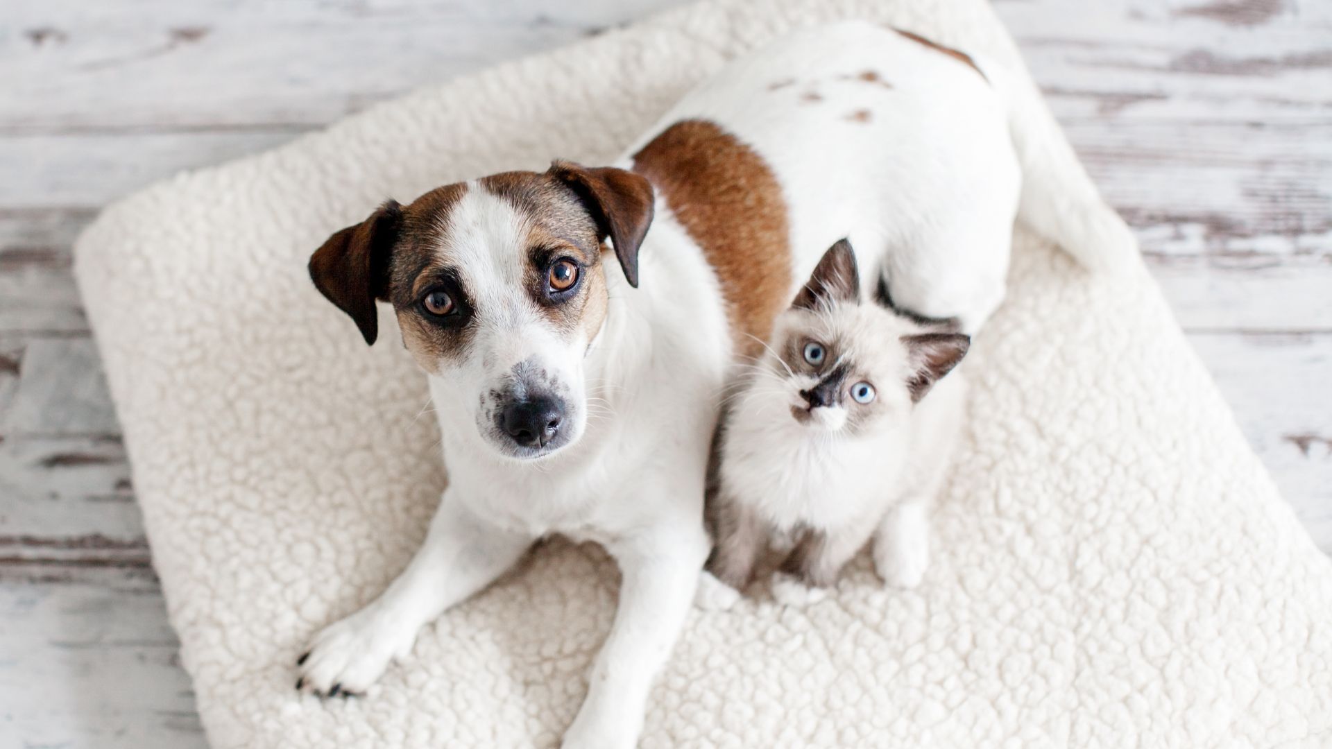 MascotaSanicentro: Desinfección segura para un hogar con mascotas