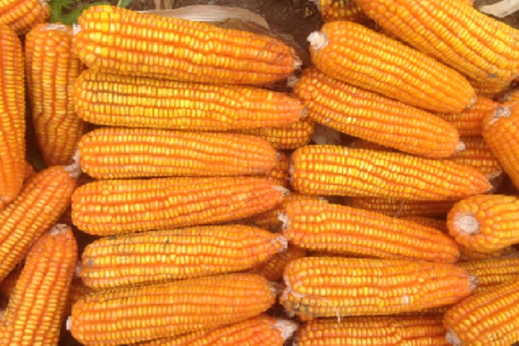 INIA 626 - AKIRA: Nueva variedad de maíz amarillo duro que tiene alto valor  genético - Infobae