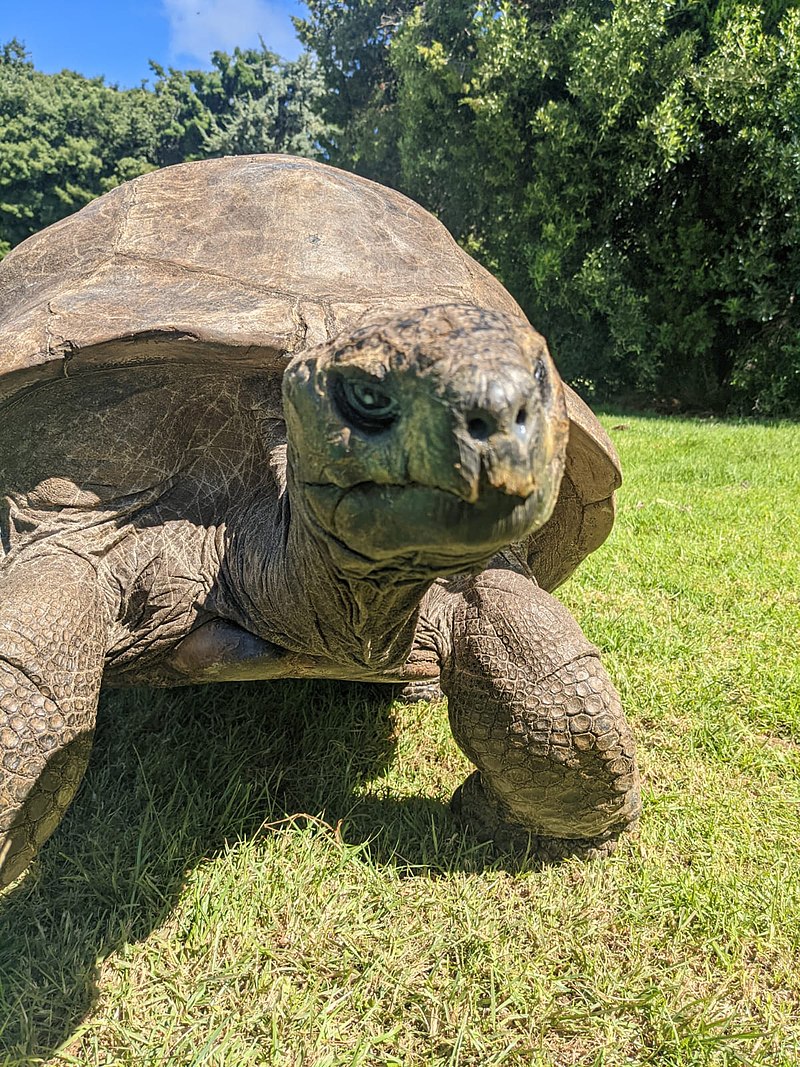 Jonathan es un ejemplar de tortuga que nació en 1832 y aún está vivo. En enero pasado cumplió 190 años y vive en Santa Helena/Archivo 